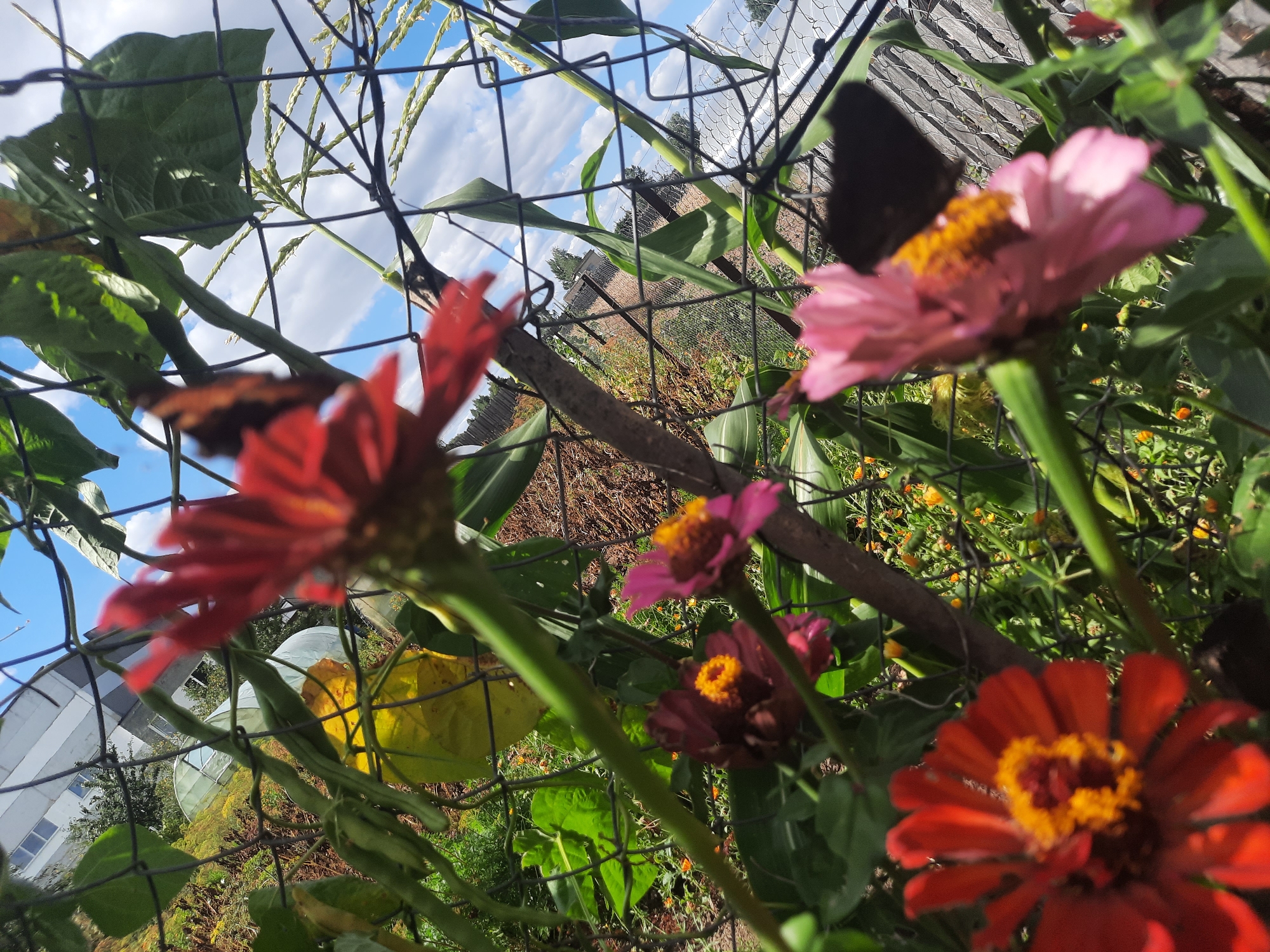 A close-up, low-angle shot captures a vibrant garden scene, possibly in Shklov, Belarus, viewed through a black wire fence. In the foreground, several zinnia flowers are in bloom, with a striking red zinnia on the left and a pink zinnia on the right. Both flowers have bright yellow centers. Butterflies, one dark and one brown, are perched on the pink zinnia and the red zinnia, respectively. Green bean pods hang from a vine in the mid-ground, and corn stalks with emerging tassels are visible in the background, adding to the garden's abundance. The sky above is a clear blue with scattered white clouds. The setting suggests a sunny day in a residential or community garden.