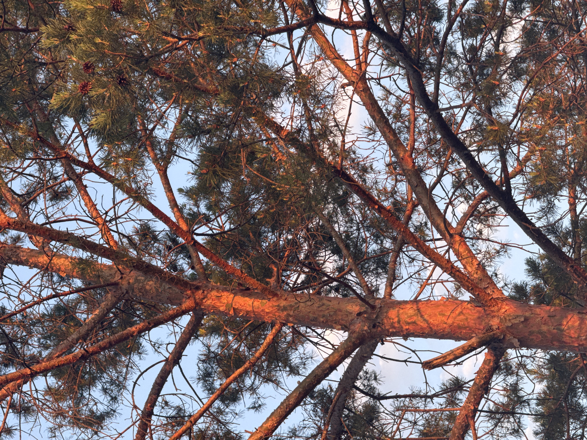An upward-angled view captures a conifer tree, identified as a pine, situated in Ohuivka, Ukraine. The central trunk and numerous primary branches exhibit a pronounced reddish-orange coloration due to direct, low-angle solar illumination, indicative of either sunrise or sunset. The bark texture on the trunk is visible. Dark green pine needles and multiple mature pine cones are observed among the intertwining branches, with many smaller branches appearing bare. The background consists of a clear, light blue sky containing minimal, scattered white clouds. No human figures, animals, or artificial objects are present within the frame. The scene depicts a natural outdoor environment.