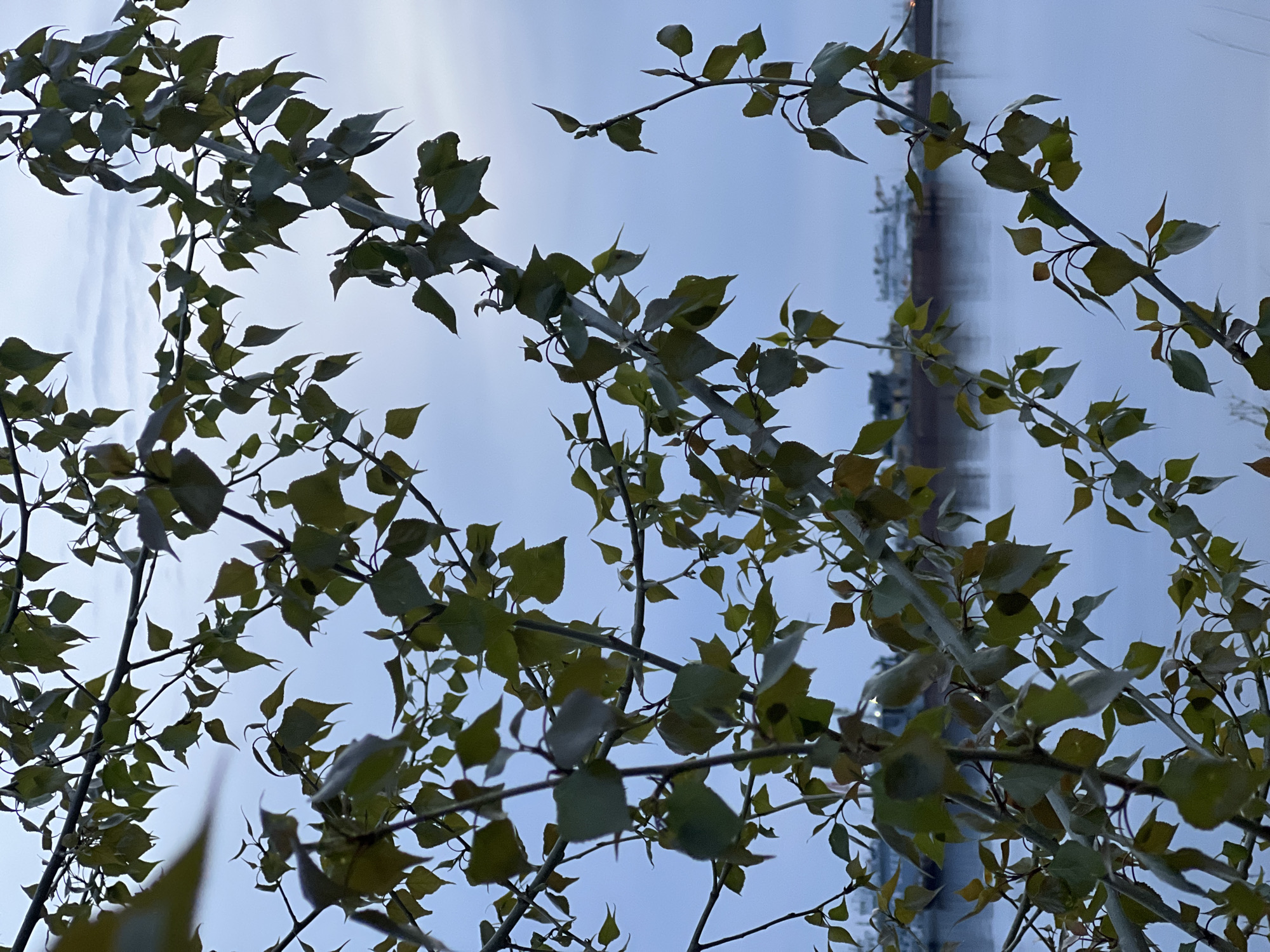 The image shows tree branches with green leaves against a cloudy sky. In the background, a blurred structure, likely a building or part of urban infrastructure, is visible. The location is suggested to be Chaikovsky, Russia, based on the prompt. The scene captures a natural element (tree branches) juxtaposed with an urban setting. There are no people visible in the image.