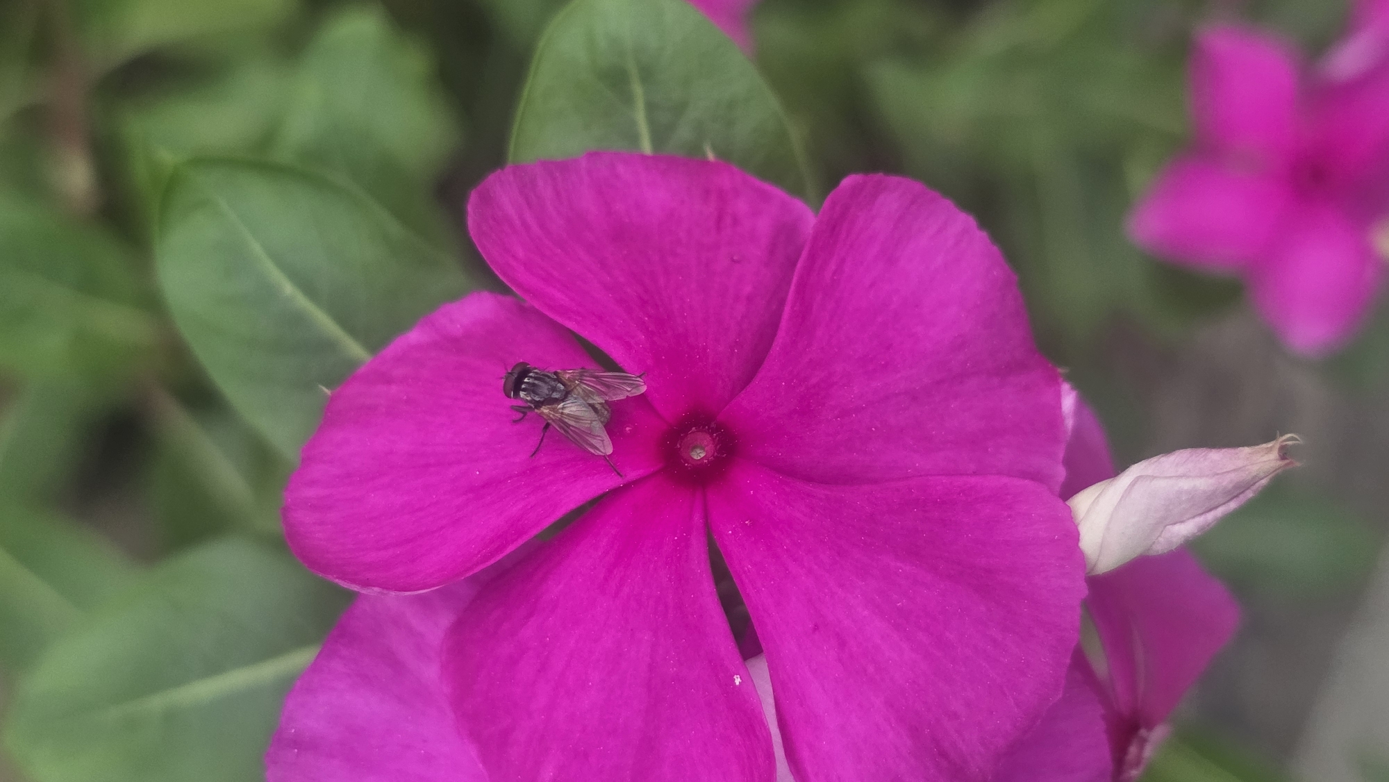 A fly is perched on a bright pink periwinkle flower. The flower has five petals and a reddish center. Several green leaves are visible behind the flower. Another pink periwinkle flower is partially visible in the background. A closed bud is on the right side of the image. The location is Lhokseumawe, Indonesia.