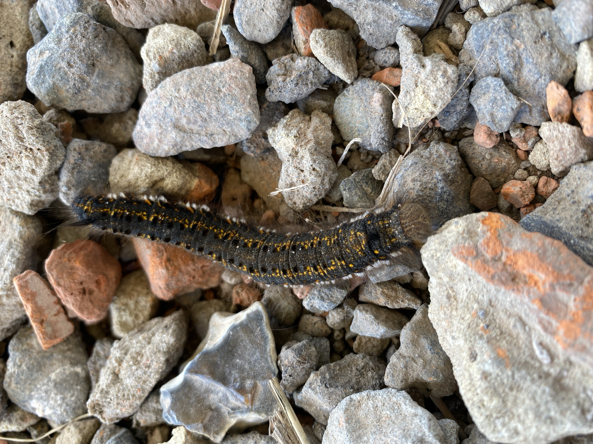 A black caterpillar with yellow spots and white fuzzy tufts is crawling on a surface covered with rocks and small pieces of brick. The caterpillar is positioned vertically in the center of the frame. The rocks are of various sizes and colors, including gray, brown, and some reddish-orange from the brick fragments. The ground appears to be an outdoor environment, possibly a pathway or construction area. The lighting suggests it is daytime. No people or other animals are visible.