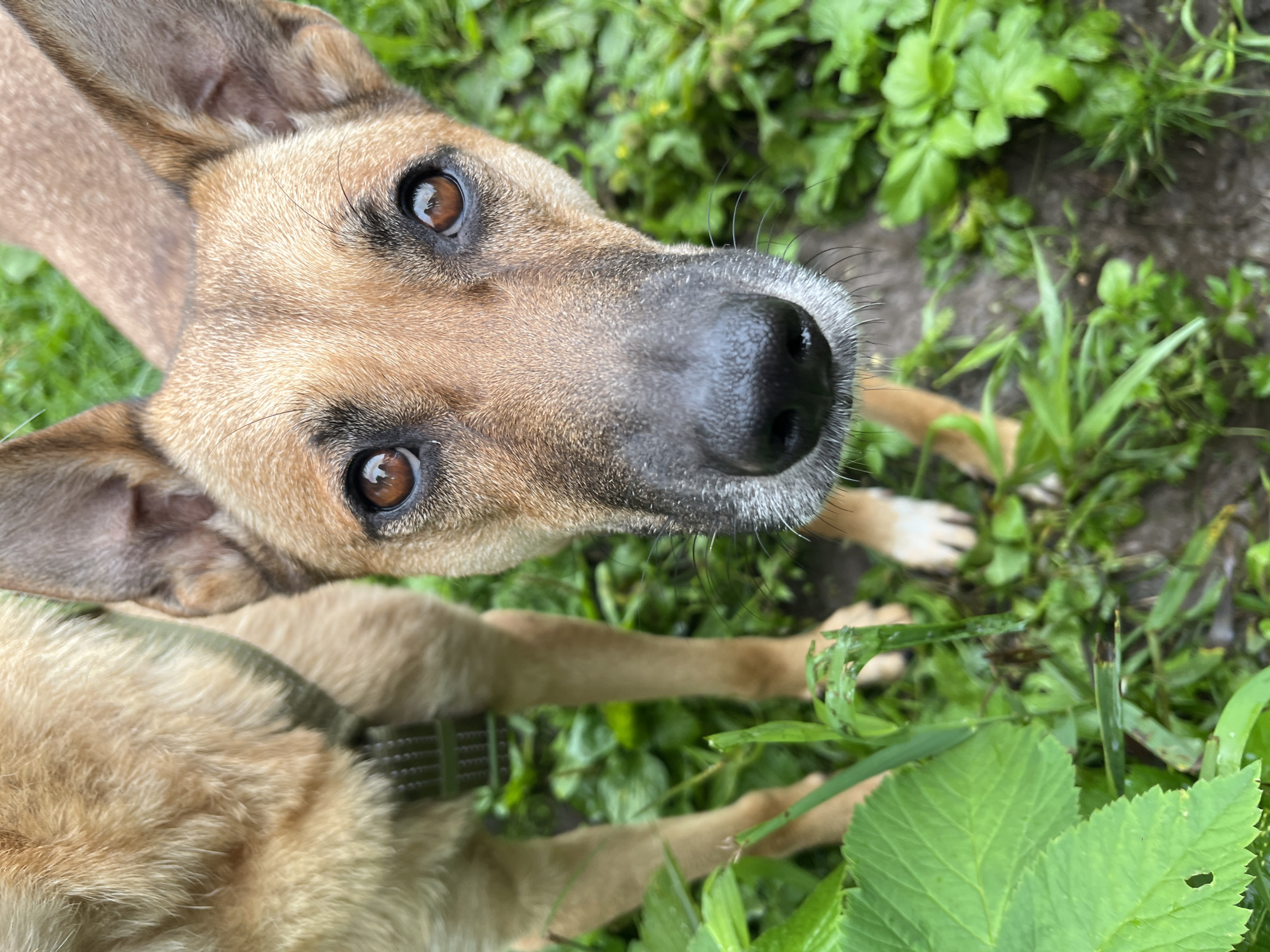 The image is a close-up, eye-level shot of a medium-sized dog with brown fur and large, alert ears. The dog's face is the primary focus, with its dark eyes reflecting light and its black nose prominent. The dog is standing amongst lush green foliage and damp earth, suggesting an outdoor, natural setting. To the left of the dog's face, another dog, or the same dog from a different angle, is partially visible, with lighter-colored fur and a harness. The background is filled with greenery and appears to be a park or wooded area. There is no indication of the city of Nizhny Tagil, Russia in the image.