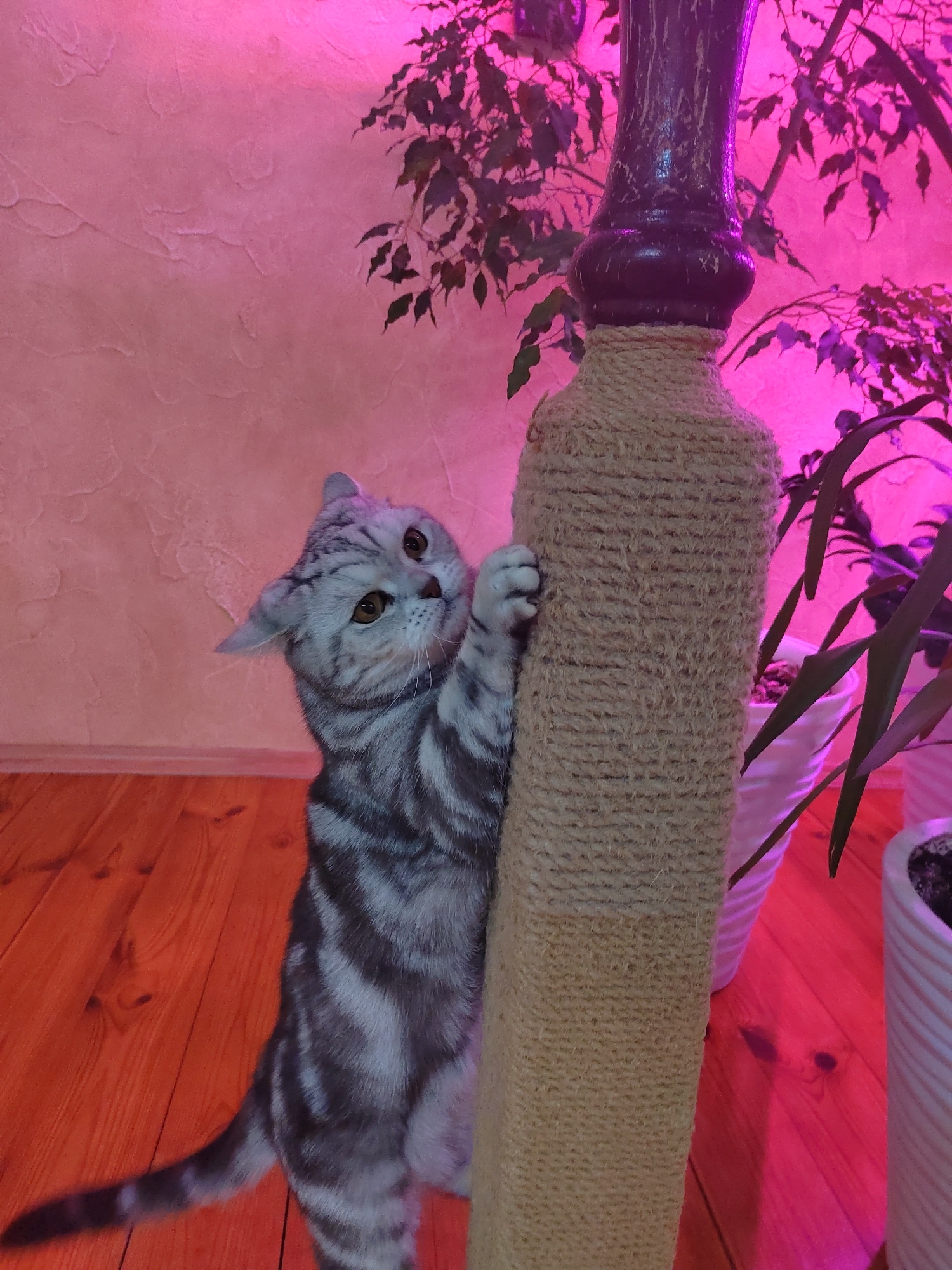 A gray and white tabby cat is standing on its hind legs and scratching a rope-covered post. The cat is looking up and to the left. The floor is wooden. In the background is a wall and various plants in white pots. The lighting appears to be pink. The city is Кукуи, Russia.