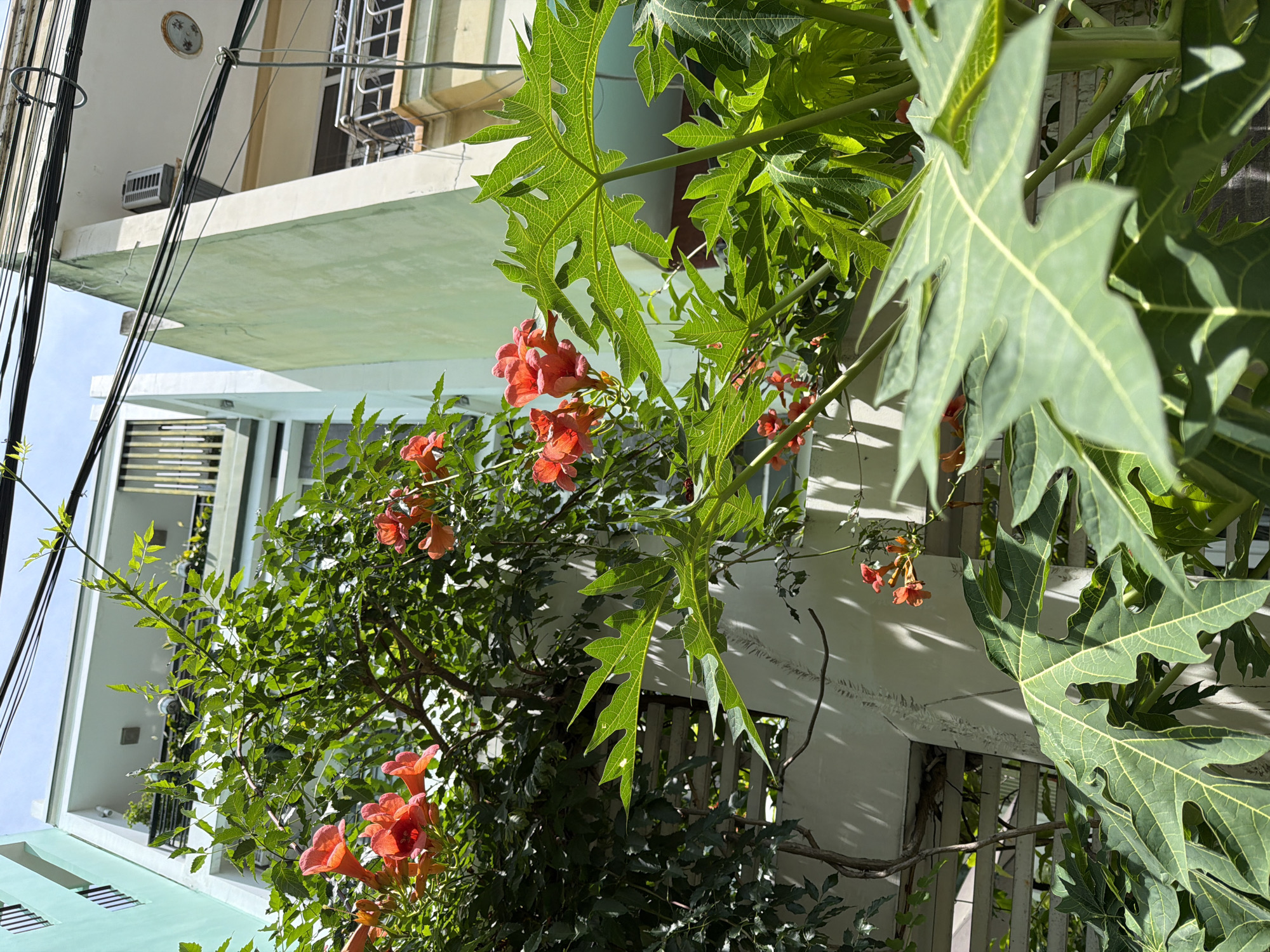 The image depicts a scene in the city of Nha Trang Ward, Vietnam. The foreground is dominated by lush green foliage and vibrant orange trumpet-shaped flowers, likely from a flowering vine. The leaves are broad and lobed, suggesting they belong to a papaya tree. Behind the vegetation, portions of modern buildings are visible. One building is painted a light blue-green and features balconies with railings. Another building, to the right, is a lighter shade of green and shows an air conditioning unit mounted on its exterior. Overhead, a network of dark electrical wires crisscrosses the sky. The lighting indicates it is daytime, with shadows cast by the leaves and structures. The overall impression is an urban tropical environment where nature is intertwined with residential architecture. There are no people visible in the image.
