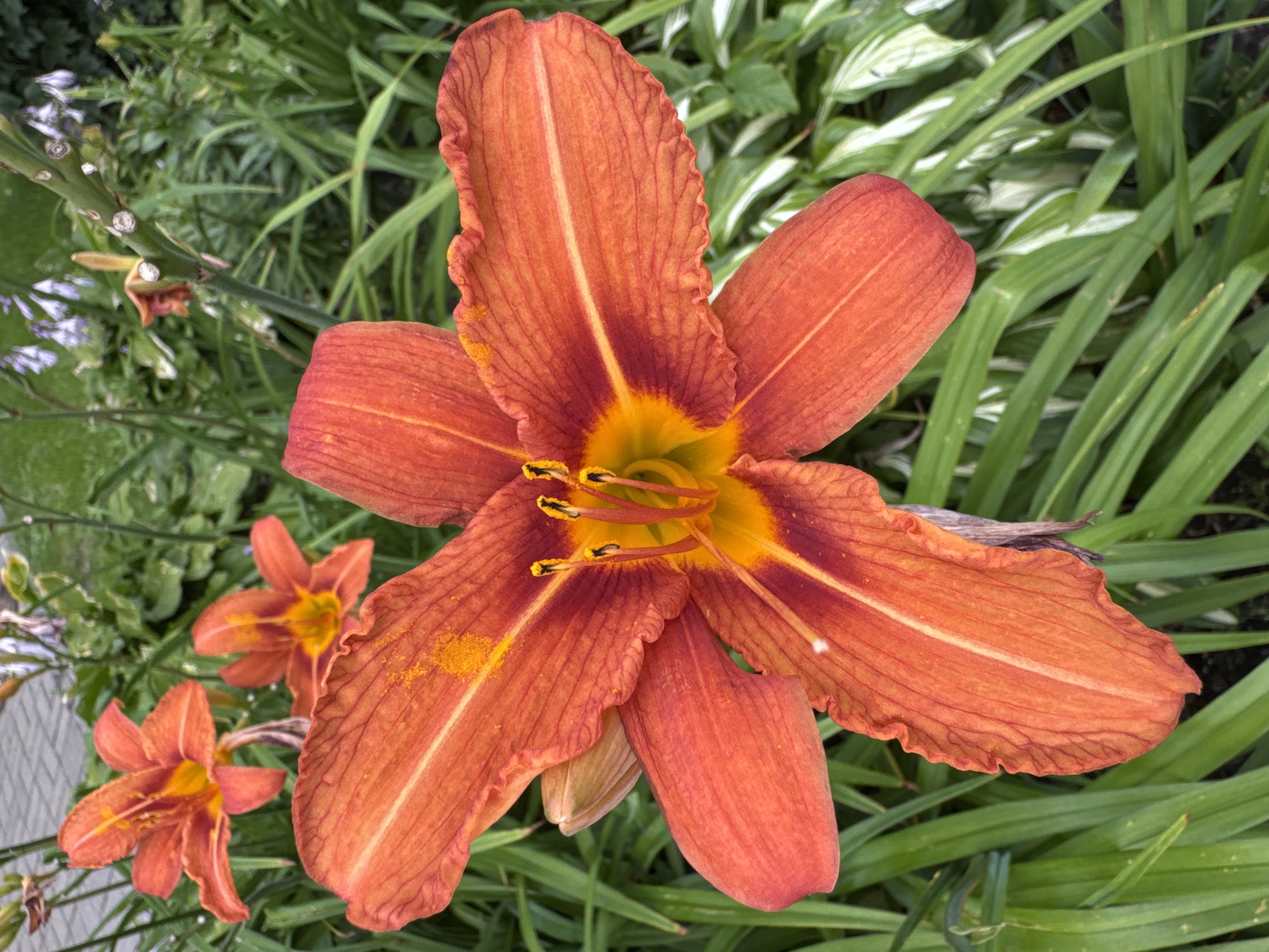 A close-up, eye-level, vertical shot showcases a vibrant orange daylily in full bloom, dominating the foreground. The flower exhibits six ruffled petals, radiating from a bright yellow and orange center. The petals are textured with fine lines and a darker reddish-orange hue towards the base and edges, with a distinct lighter orange stripe running down the center of each. Scattered pollen dusts some of the petals. The flower's stamen are prominent, tipped with dark anthers. Behind the main bloom, two more orange daylilies are visible, slightly out of focus. The background is a dense garden of lush green foliage, with some lighter-colored, variegated leaves interspersed. The setting appears to be a garden in the city of Канонерец Снт, Russia, likely during daylight hours. No people or animals are present.