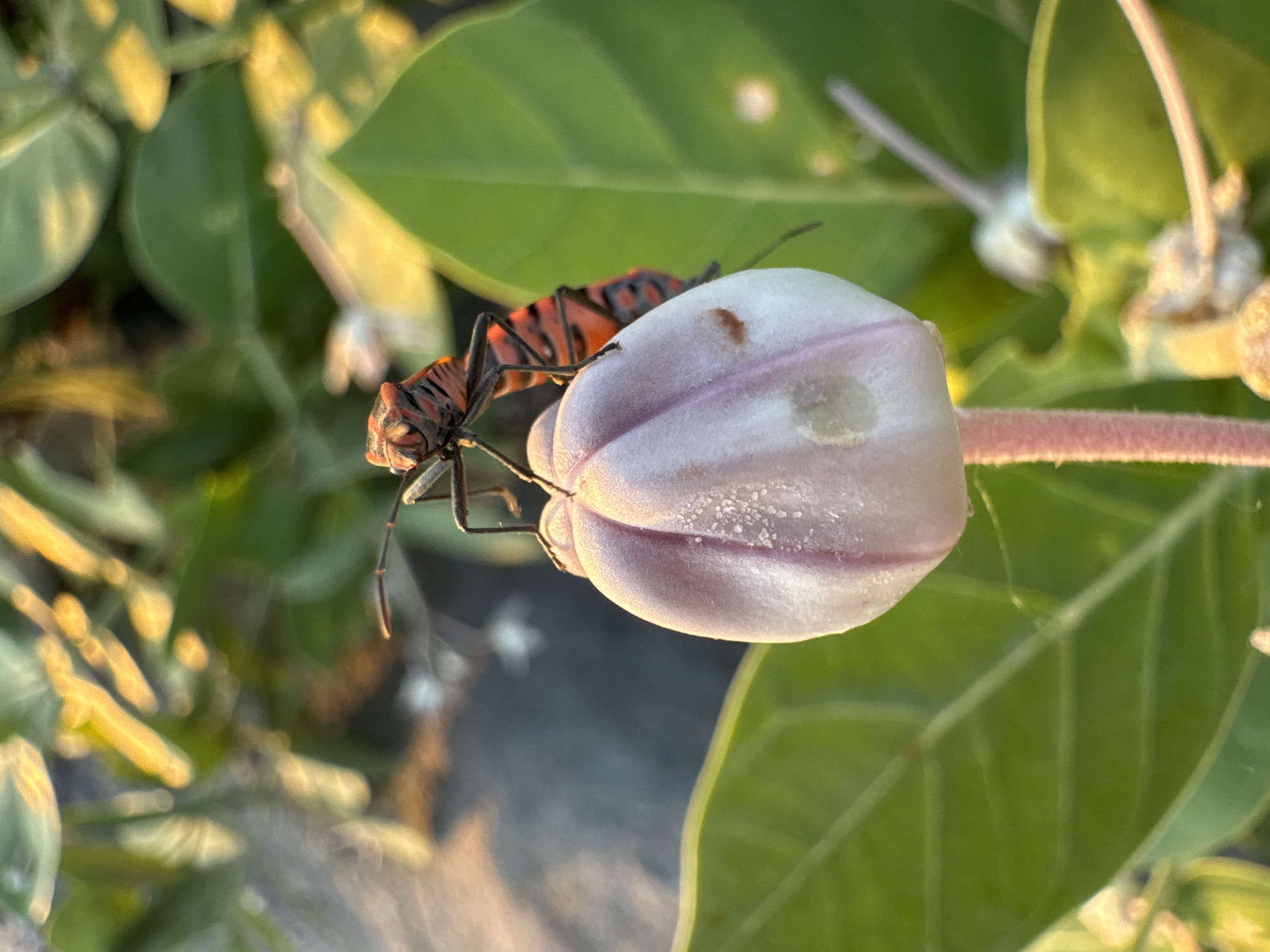 In Meunasah Jurong, Indonesia, a close-up, eye-level, outdoor shot captures a brightly colored insect perched on a pale purple flower bud. The insect, with its striking red and black striped body, is positioned on the top curve of the bud, facing left. Its legs are splayed, with its front legs resting on the bud's surface. The flower bud, with visible pink veins and small white speckles, is supported by a thick, pink stem. Surrounding the bud are lush green leaves, some out of focus due to the shallow depth of field. The background consists of more blurred foliage and hints of dappled sunlight, suggesting an early morning or late afternoon setting. The overall lighting is soft and warm.