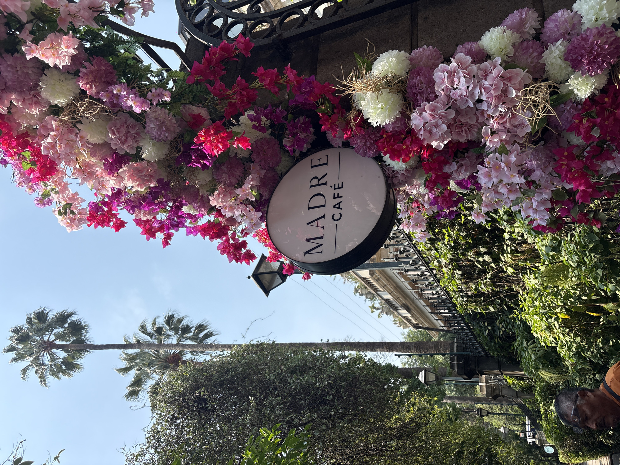 The image captures a street scene featuring the "Madre Café" sign adorned with vibrant pink, red, purple, and white flowers, hanging from an ornate black metal frame on a building facade. The sign is circular, with the words "MADRE" written above "CAFÉ" in a vertical arrangement. The background includes a clear blue sky with two palm trees. Below the sign and framing the lower part of the image are lush green trees and vegetation, with the edge of a building visible behind the vegetation, along with a glimpse of a man's head and shoulder in the bottom right corner, suggesting a person is present. The composition is taken from a low angle, highlighting the floral arrangement and café sign. The scene is located in Mexico City, Mexico, based on the architectural style, vegetation, and signage.