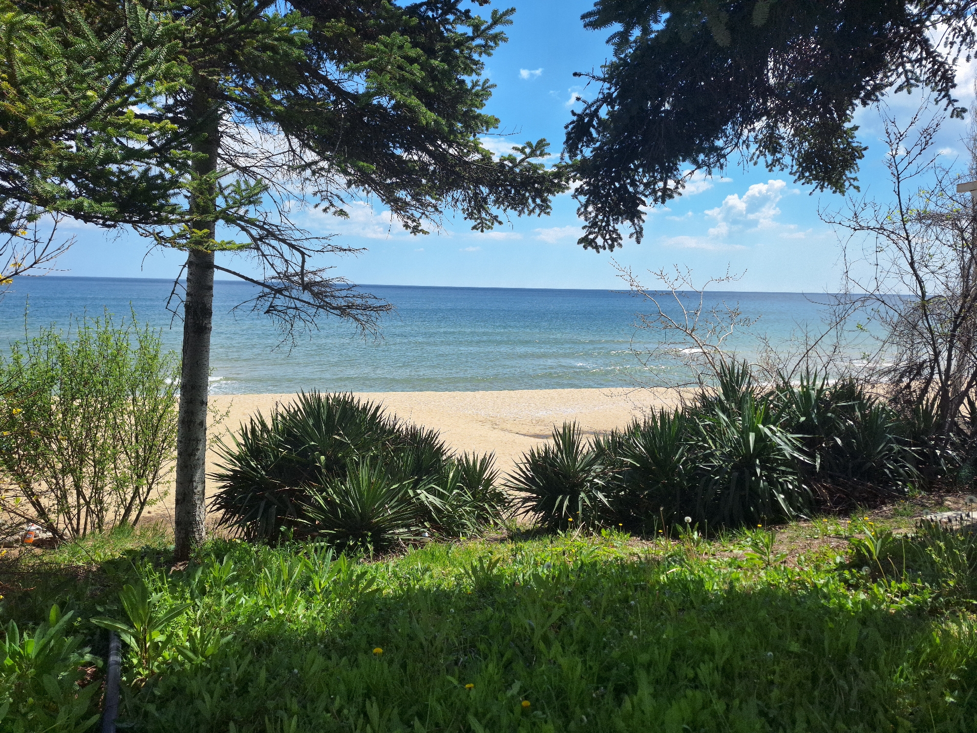 The image shows a view of the Black Sea coast from a slightly elevated position, likely in the city of Varna, Bulgaria. A sandy beach stretches along the shoreline, meeting the water. The sea extends towards the horizon under a partly cloudy sky. In the foreground, there is green foliage, including grasses and shrubs, creating a natural barrier. A thin tree is positioned on the left, with branches partially obscuring the view, creating a natural framing effect. Further to the right, additional trees and bushes are visible. The lighting suggests it's a bright day.
