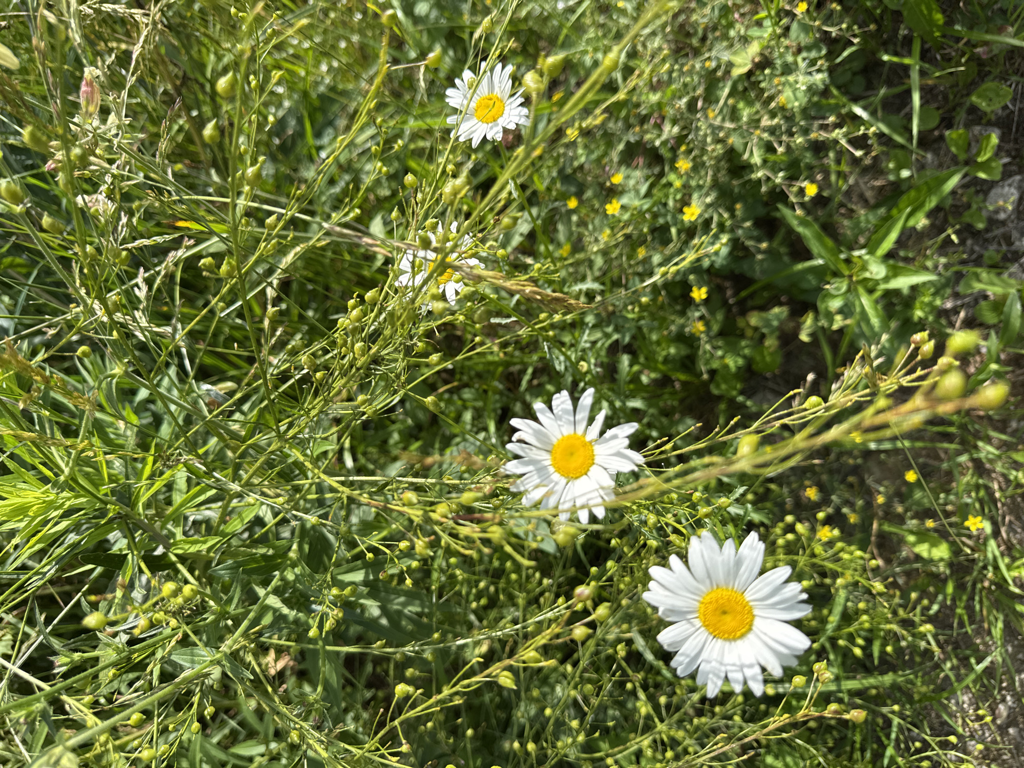 The image shows a close-up view of a field of daisies and wild grasses under bright sunlight. Several white daisies with yellow centers are visible, interspersed with tall, thin green stalks of grass and numerous small, green seed pods. In the background, the scene is a blur of green vegetation and some small yellow wildflowers. The overall impression is one of a natural, overgrown meadow. The image does not contain any people, specific buildings, or recognizable landmarks that would allow for precise location identification within Serpukhov, Russia, or any other city.