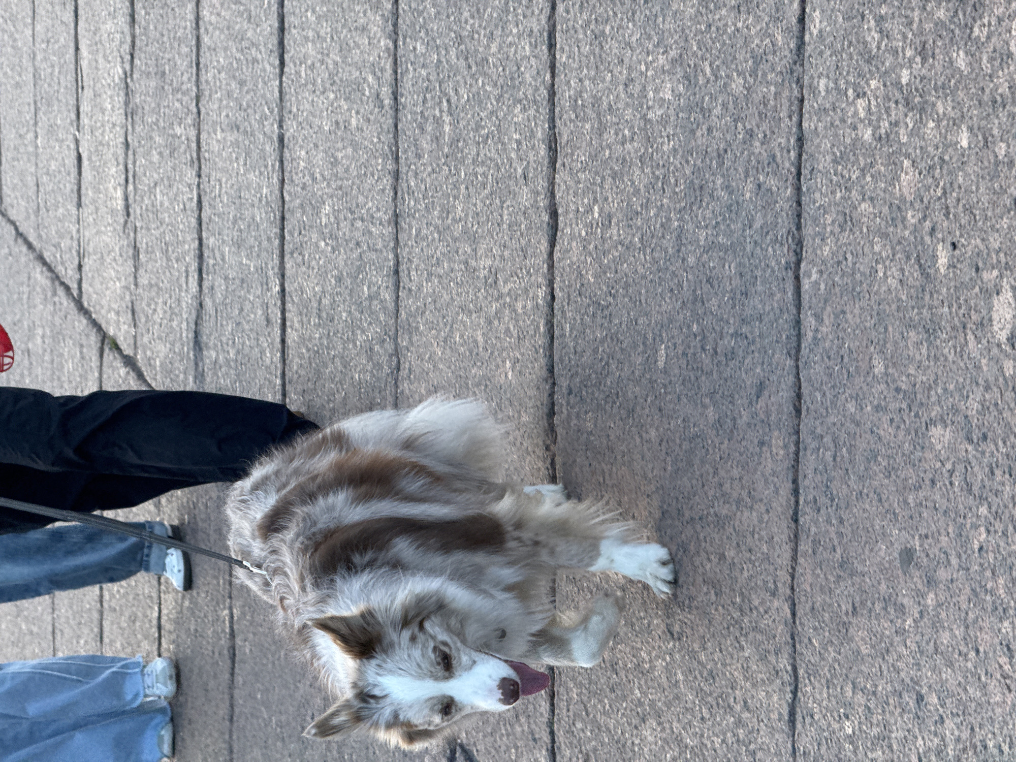 In Saint Petersburg, Russia, a medium-sized dog with brown and white merle fur walks on a paved surface. The dog is on a leash, and its tongue is slightly out. The leash is held by a person whose legs, clad in black pants, are visible in the background. To the left of the person and the dog, the legs of another individual wearing light blue pants and white shoes are also visible. The paved surface appears to be made of large, rectangular stone slabs with visible grout lines and some cracks. The lighting suggests it is daytime.