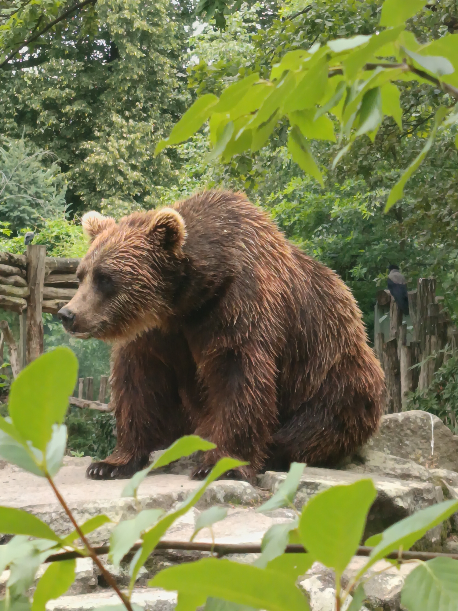 An adult brown bear sits on a rock platform in an outdoor enclosure. The bear is facing left, with its head turned slightly forward. Its fur is dark brown and appears wet. In the background, there is a wooden fence and lush green trees. A bird, possibly a crow, is perched on the fence. The foreground features blurred green leaves and branches. The scene is set in an animal enclosure within a zoological garden in Berlin, Germany.