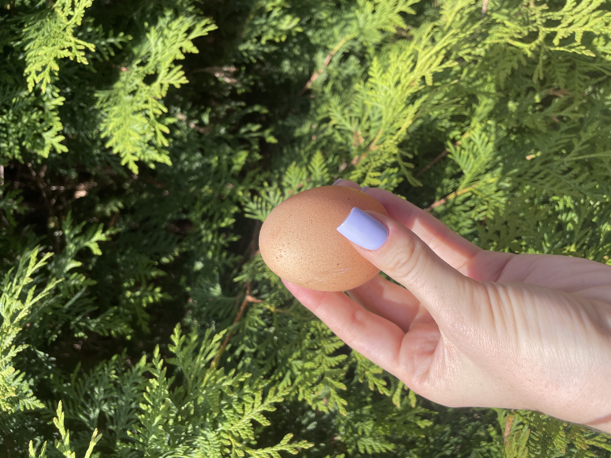 A light-skinned hand with a purple manicured nail holds a brown chicken egg in front of a dense green shrub. The location is undetermined, and the image lacks identifiable features to definitively place it in Vladivostok, Russia.