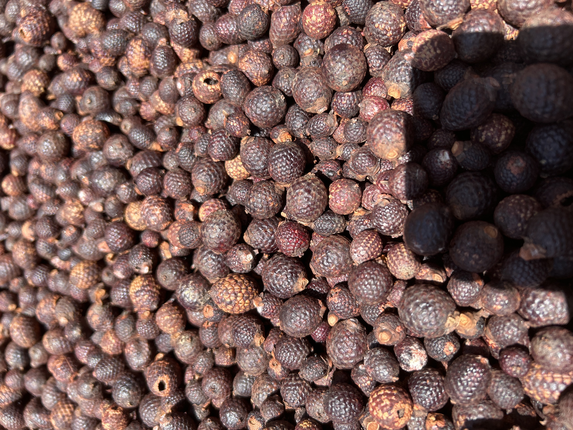 The image shows a close-up, overhead view of a large pile of dried, round, textured berries. The berries are dark brown and reddish-brown, with some lighter brown or yellow highlights. They have a rough, pitted surface, and some appear to have a small hole or indentation on one side. The pile is densely packed, with many berries overlapping each other. The lighting suggests it is daytime, with sunlight casting shadows across the pile. The scene is likely a market stall or a storage area where these berries are being dried or sold, possibly for use as a spice or in traditional medicine. While the image itself does not provide explicit details about Banda Aceh, Indonesia, this type of drying and selling of produce is common in such regions.