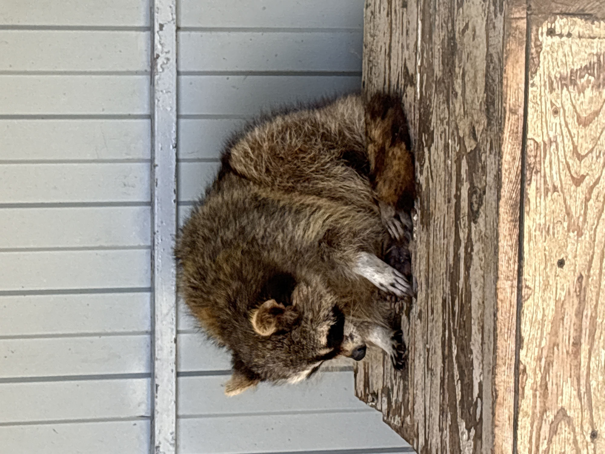 This media file, oriented vertically and rotated 90 degrees clockwise, captures a single raccoon in a state of rest. The primary subject, a brown and grey raccoon, is curled tightly into a ball, appearing to be asleep or deeply relaxed. Its distinctive dark facial mask, small rounded ears, and paws are visible as it nestles against a textured, weathered wooden surface.
The raccoon occupies the central and right portion of the frame. To its immediate left is a vertical, light grey or white weathered post, which appears to be a structural element. Further to the left, a light grey slatted or paneled wall forms the background, suggesting the animal is on or near the exterior of a building. The wooden surface to the right of the raccoon shows prominent grain and signs of aging.
The activity taking place is the raccoon sleeping or napping. Notable details include the animal's thick fur, its peaceful posture, and the clear signs of wear on the surrounding wooden and painted structures. The lighting indicates it is daytime. There is no visible text in the image. The scene is set outdoors, in Gay-Kodzor, Russia, where the raccoon has found a cozy spot to rest on a man-made structure.