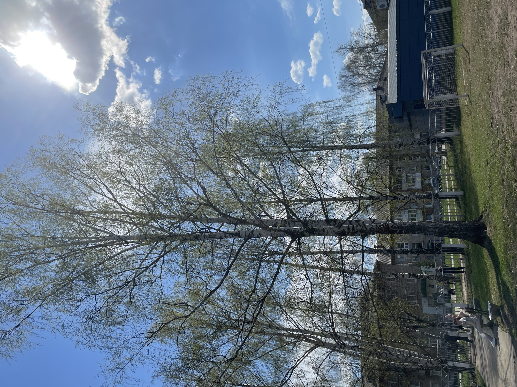 The image shows a sunny day in Chaikovsky, Russia. The sky is blue with scattered white clouds and a bright sun. In the foreground, there are several tall birch trees with slender trunks. The trees are partially covered in leaves. Behind the trees, there is a soccer field with a goal. There is a building located next to the field. In the background, several residential apartment buildings can be seen. On the sidewalk there are some people.