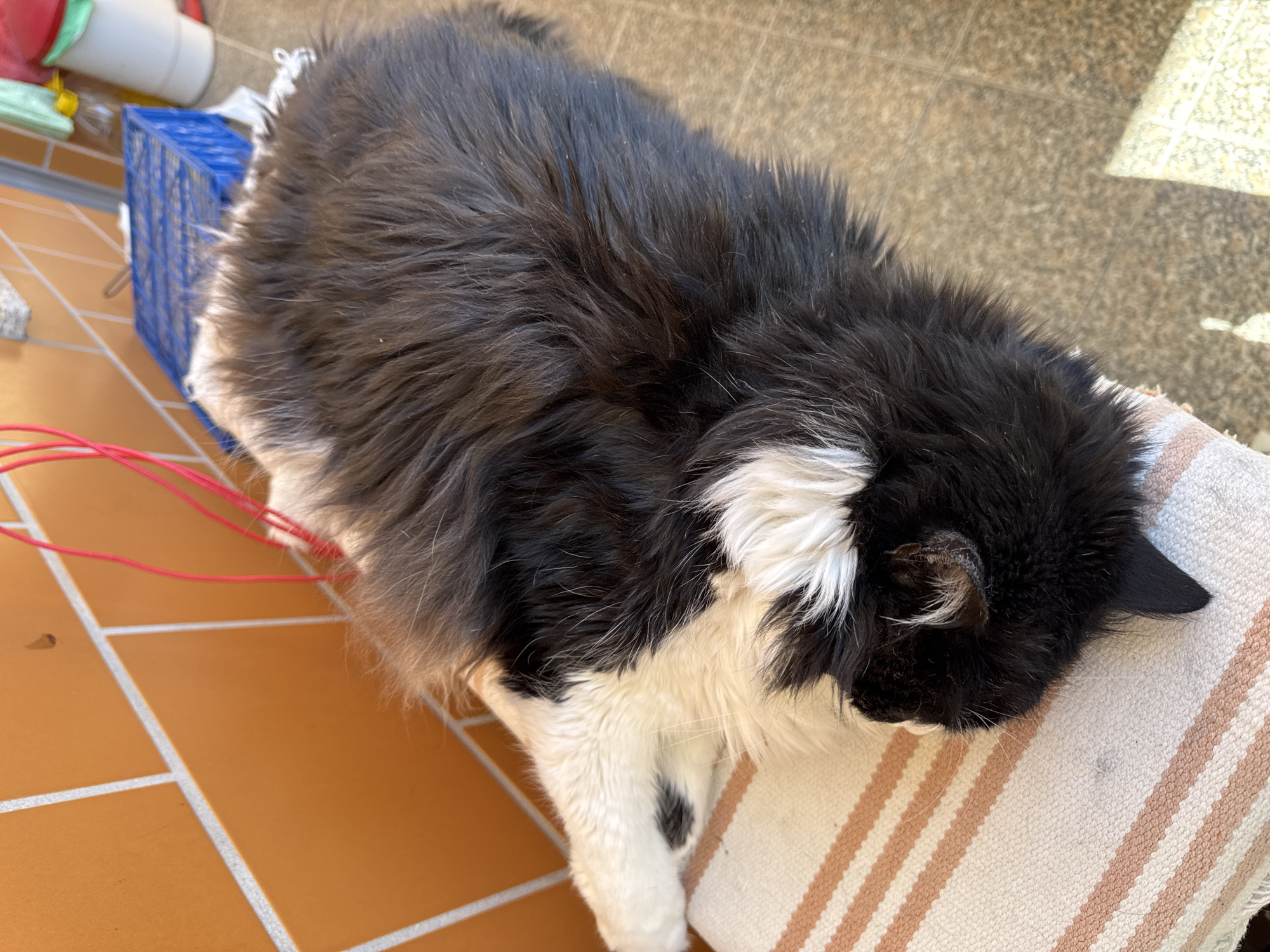 A black and white long-haired cat is sleeping on a striped cushion on a tiled surface, possibly outdoors. A blue plastic crate and red cords are near the cat. The location is unknown. The image does not provide enough information to determine if it is in Mirandela, Portugal.