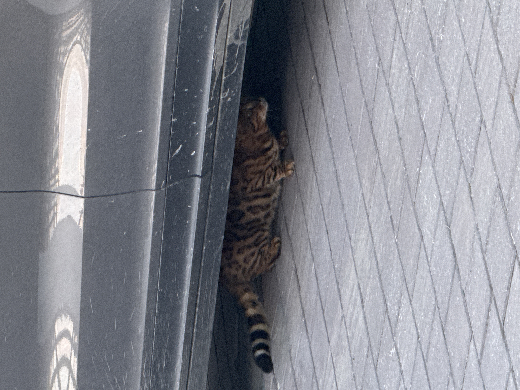 A Bengal cat is clinging to a textured, light gray vertical surface, possibly a wall or a building facade. The cat is mostly visible from its back and tail, with its patterned fur a mix of brown and black. Its tail has distinct black rings. It appears to be climbing or struggling to maintain its position. To the left of the cat is a dark, possibly black, vertical object with a curved reflection of light on its surface, suggesting it might be a car or a similar object with a glossy finish. The background wall has a diamond-shaped pattern that is somewhat faded. The lighting suggests it is daytime, and the overall scene appears to be outdoors, given the textures and the quality of light. There is no visible text in the image.