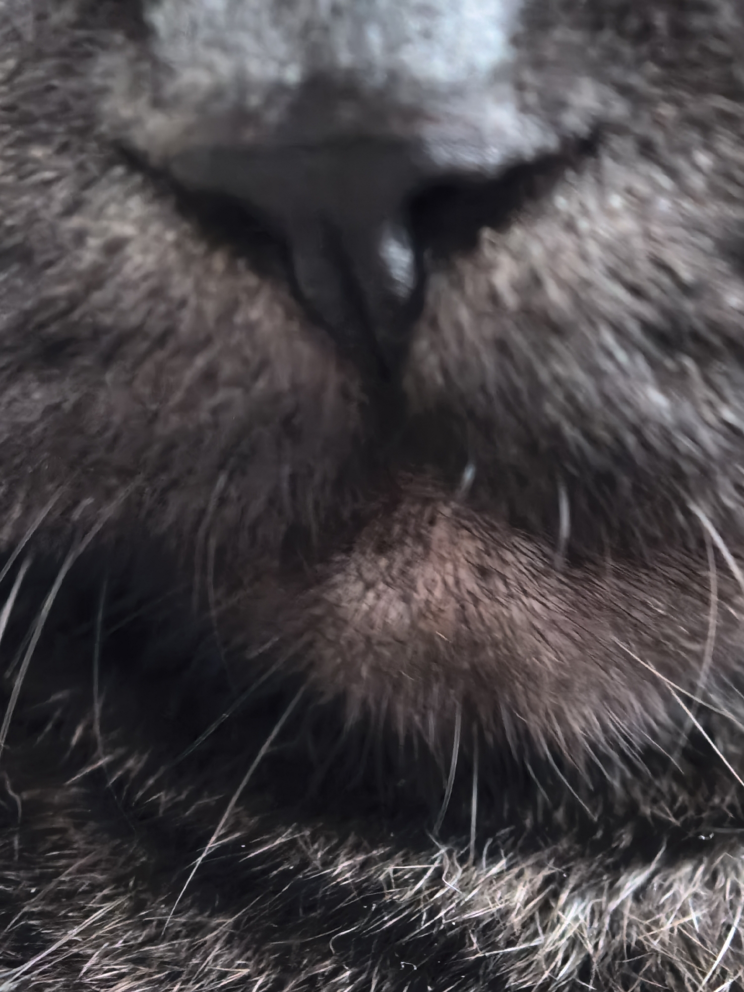 This is an extreme close-up, macro photograph of a cat's nose and muzzle. The fur is dark gray and appears soft and dense. Long, white whiskers extend outwards from the muzzle. The cat's nose is dark and moist. The lighting is overhead, casting some shadows, particularly in the crease of the nose. The background is filled with the cat's fur, which is out of focus. There are no other elements visible in the image. The location of the image is Unknown, Unknown.