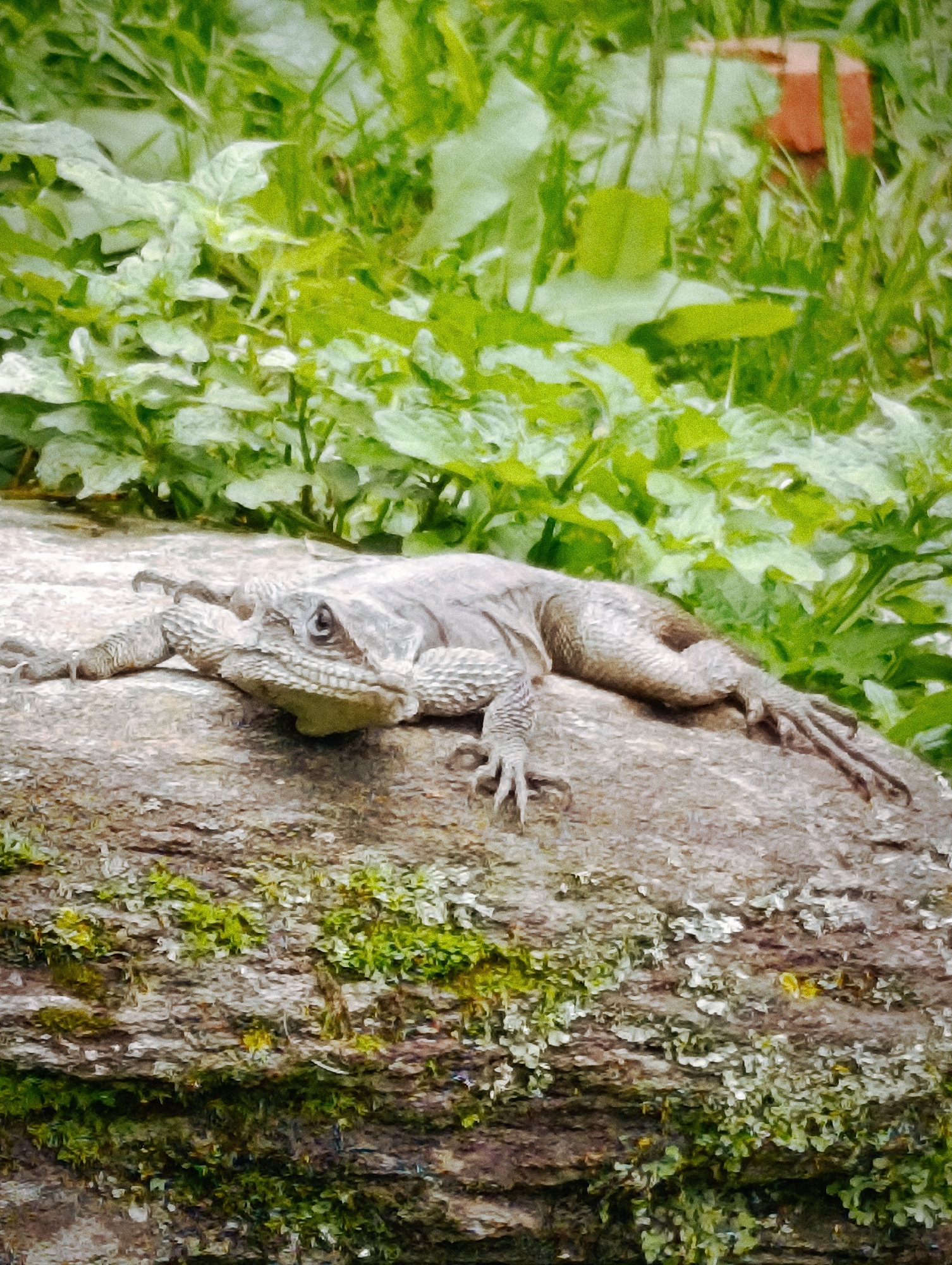 A grey-toned lizard rests on a textured, moss-covered rock. The lizard is positioned horizontally, facing towards the left of the frame, with its head slightly raised and turned towards the viewer. Its scales are visible, and its claws are splayed on the rock surface. The background is a blur of green foliage, with hints of what appear to be red brick in the upper right quadrant, possibly suggesting a man-made structure in the vicinity. The lighting suggests an outdoor setting. The image quality is somewhat soft and textured. The location is Vashisht, India.