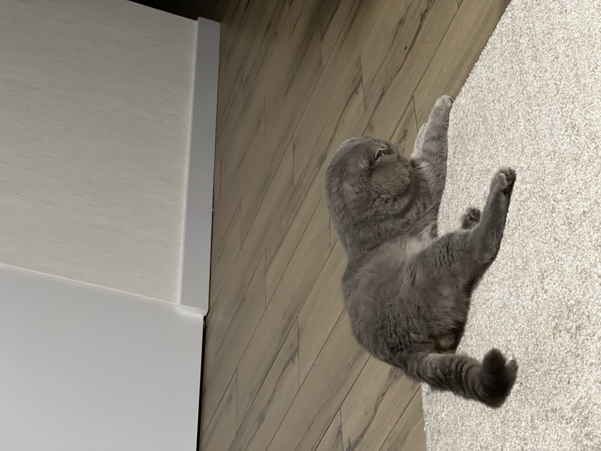 A grey Scottish Fold cat is lying on a beige carpet next to a wooden floor. The cat is facing away from the camera and appears to be grooming itself. The background consists of a white door on the left and a cream-colored wall with a white baseboard on the right. The lighting suggests an indoor environment. There is no indication of the cat's location within the city of Votkinsk, Russia.
