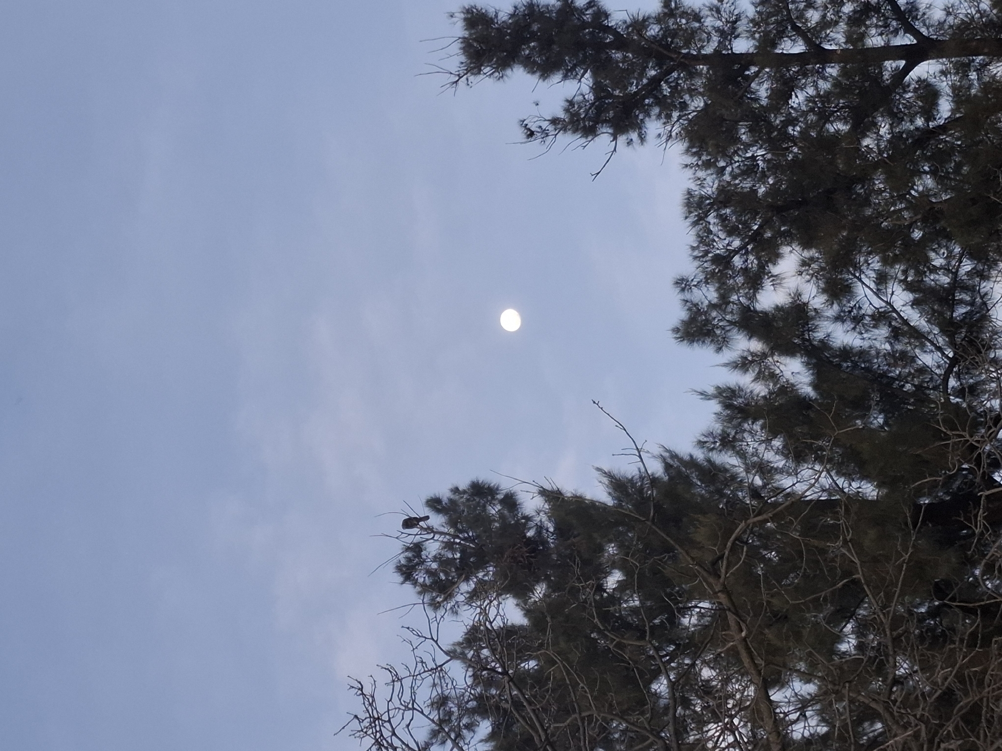 A shot from Villa Domínico, Argentina shows a bird perched on a tree branch. The full moon is visible in the sky.