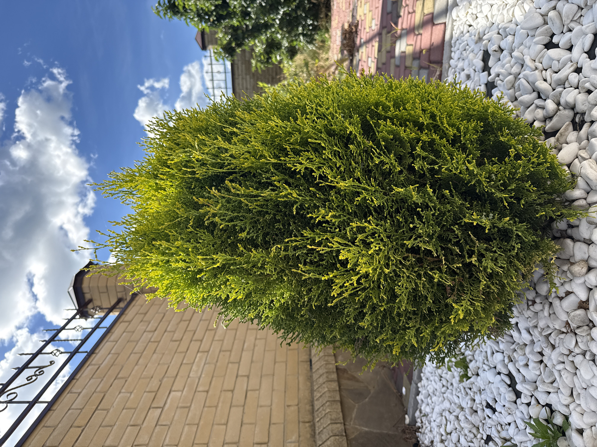 In Horbanivka, Ukraine, a small, conical evergreen shrub with vibrant green and yellow foliage stands in a decorative garden bed. The ground around the shrub is covered with smooth, white pebbles. Behind the shrub, a light beige brick wall with a decorative black metal fence runs horizontally. The sky above is a bright blue with scattered white, fluffy clouds. To the right of the shrub, a paved area with interlocking bricks in shades of red and yellow is visible, leading further into the garden where another green tree can be seen in the background. The scene appears to be a well-maintained residential or public garden on a sunny day.