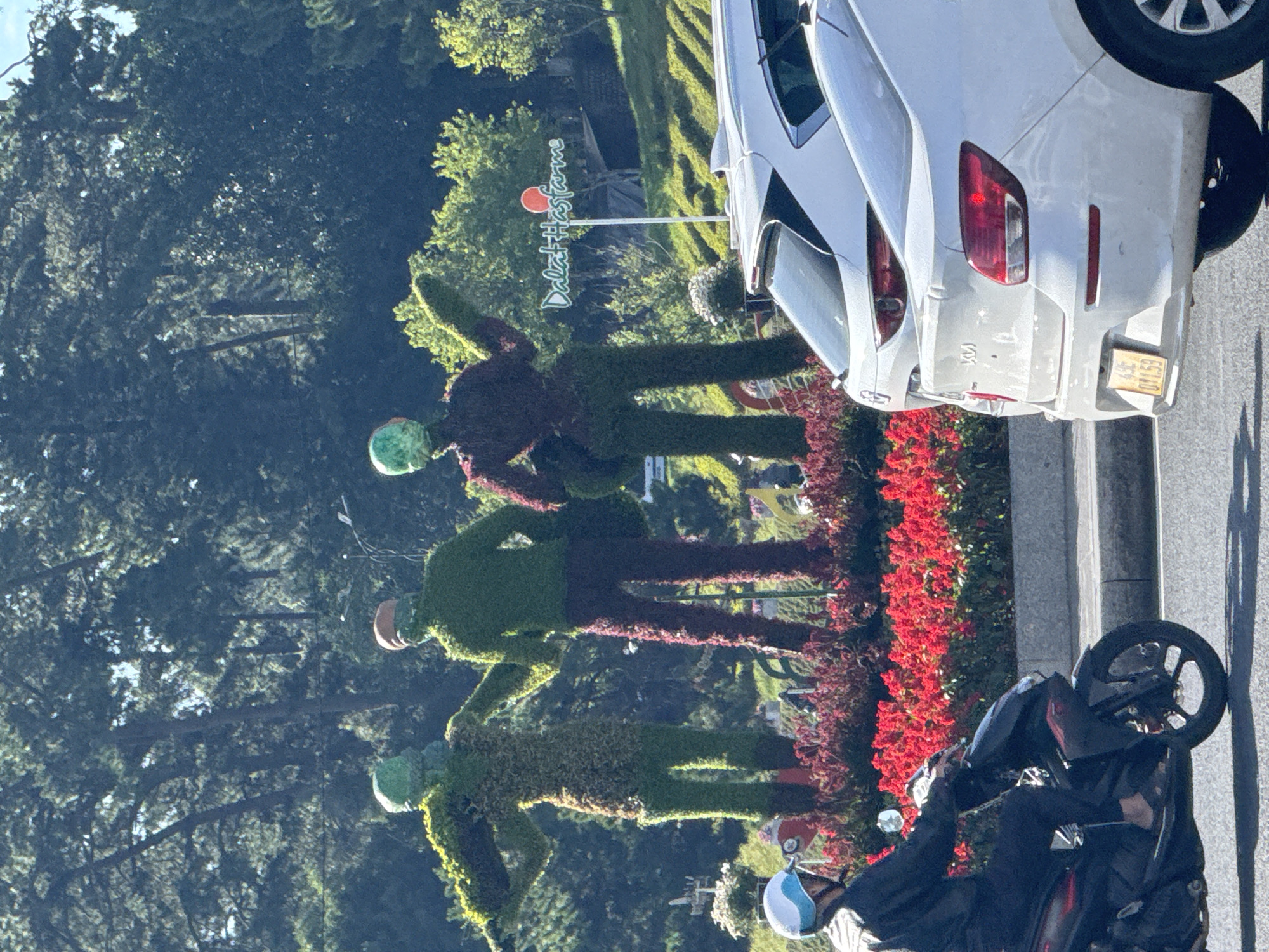The image captures a street scene in Da Lat, Vietnam, featuring a decorative display of three human-shaped topiaries with green foliage heads, set against a backdrop of lush trees and a manicured hillside. The topiaries are positioned in front of a vibrant red flower bed. In the foreground, a person wearing a helmet rides a black motorcycle. Several white cars are parked or driving on the road, with one prominently displaying a yellow license plate with Vietnamese characters and numbers. A sign with the text "Dalat Hasfarm" is visible in the background, indicating a likely location for this artistic display. The overall setting suggests a well-maintained public space or tourist attraction.