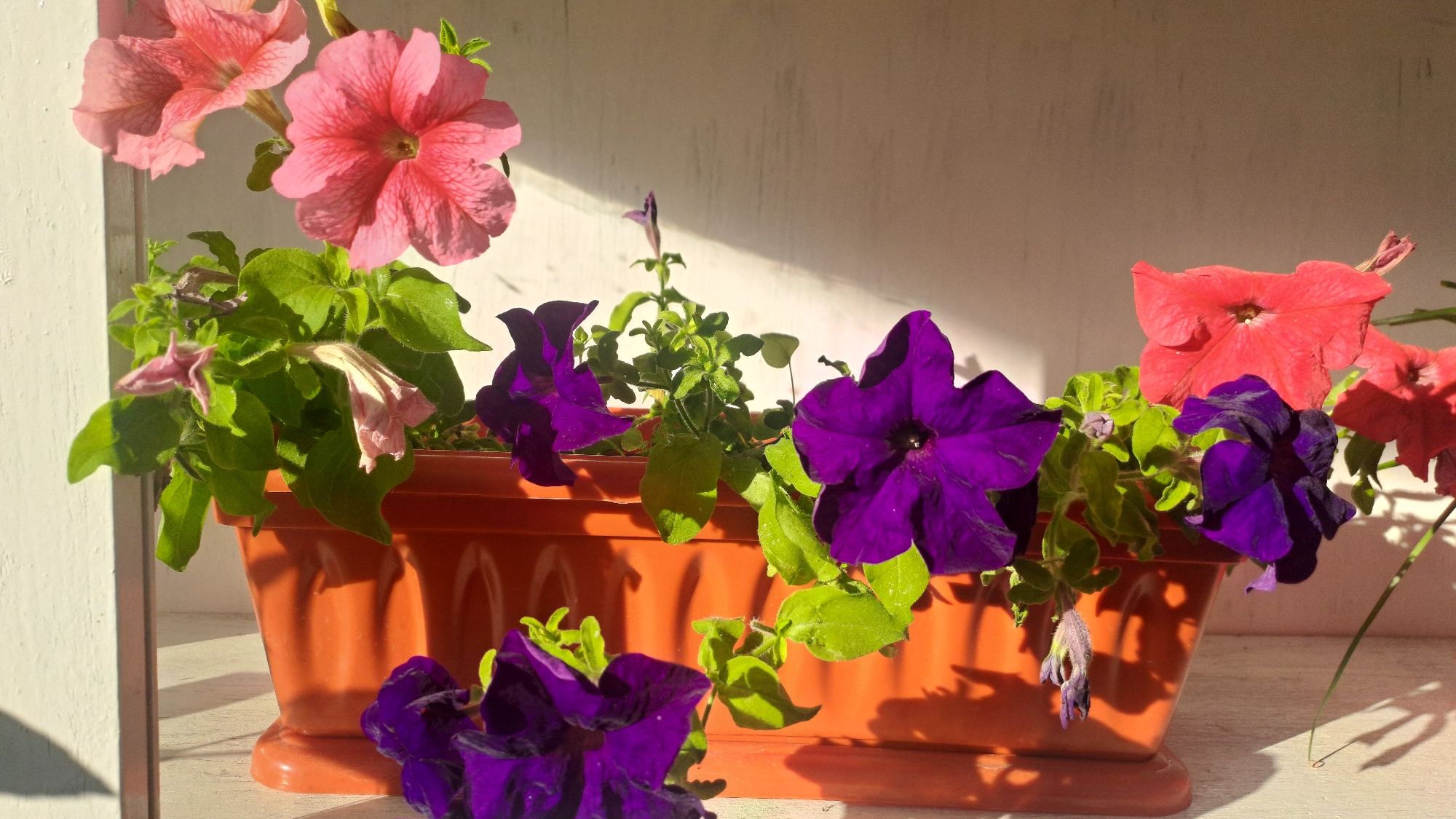 A close-up, high-angle shot captures a rectangular terracotta planter box filled with various blooming petunias in Sülüktü, Kyrgyzstan. The planter is positioned on a white wooden surface, possibly a windowsill or shelf, against a white wall that is partially illuminated by sunlight, casting shadows from the flowers and planter. The petunias display a vibrant mix of colors, including bright pink, deep purple, and coral red. Several flowers are fully open, showcasing their ruffled petals, while others are still buds or wilting, indicating a stage of continuous bloom. The foliage is a lush green, with some leaves exhibiting a slightly fuzzy texture. The scene is illuminated by natural light, creating a warm glow and highlighting the textures and colors of the flowers. The image is a still life, focusing solely on the floral arrangement and its immediate surroundings.