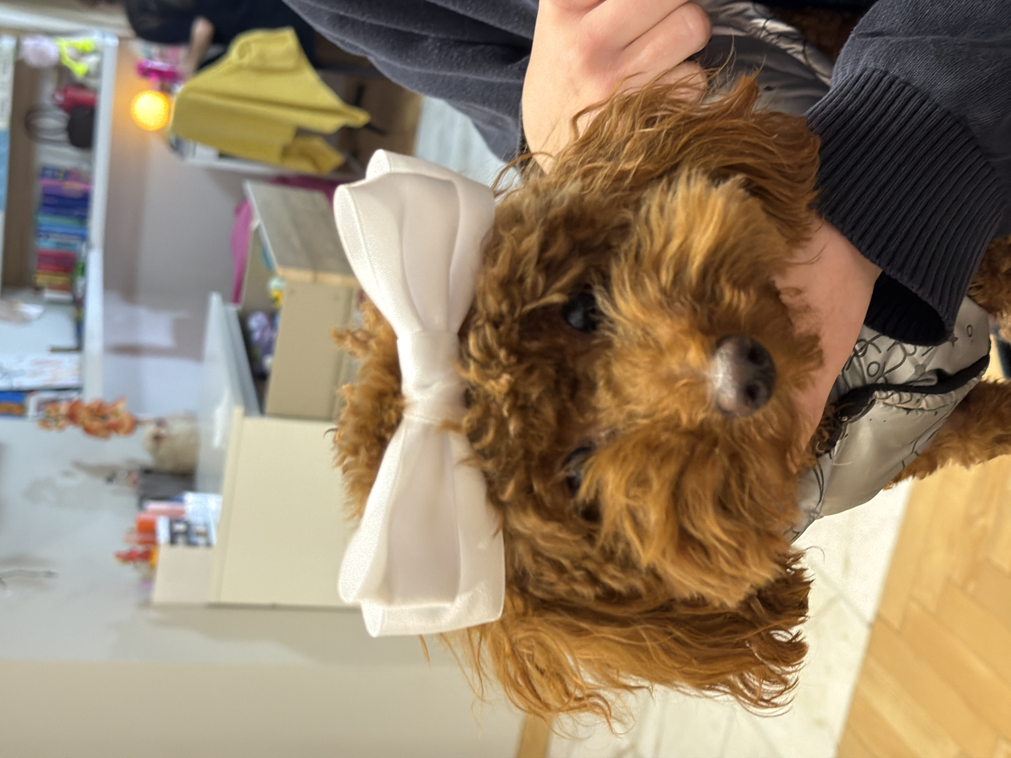 A small, reddish-brown, curly-haired poodle-type dog, wearing a white fabric bow on its head, is held by two hands. The dog's muzzle, dark eyes, and nose are directed towards the viewer. The visible hands belong to an individual wearing a dark blue, ribbed-cuff long-sleeved garment, supporting the dog which also wears a light-colored, patterned harness. The indoor background consists of a light wood floor on the lower left and white walls. To the left, a white cabinet holds various small items. In the blurred background to the right, a white shelf unit displays colorful books and objects, illuminated by a glowing orange spherical lamp. A blurred individual in dark attire is partially visible on the far right. This scene takes place in Sofia, Bulgaria.