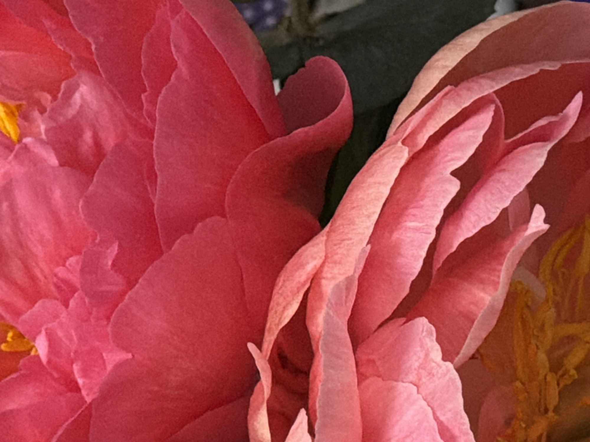 The image is a close-up shot of pink peony petals. The petals are layered and have a soft, delicate texture. The color ranges from a deep rose to a light blush pink. Some yellow stamen can be seen in the lower right and upper left sides of the image. A dark green leaf is visible in the upper center of the image.
There is no information in the image to suggest that it has any connection to the city of Zimyonki (Zimenki, Zimenka), Russia, or any other location. There are no people, actions, interactions, or other objects visible in the image besides the flower and the leaf.