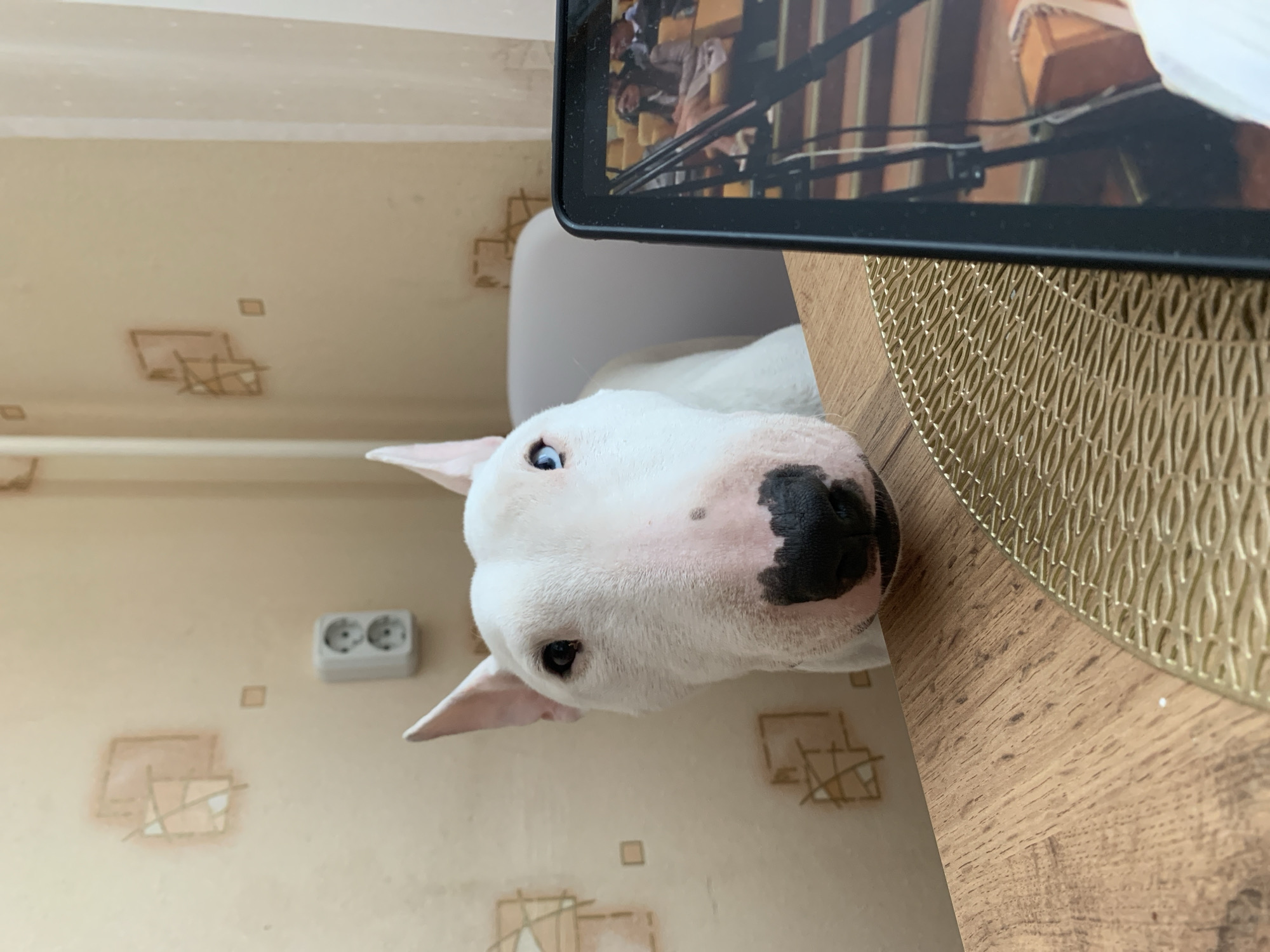 A white bull terrier with black markings on its nose and ears is positioned with its head hanging over the edge of a wooden table. A tablet or mobile device with a black frame is placed on the table, partially obscuring the background. The background shows a wall with a beige patterned wallpaper, an electrical outlet, and possibly patched areas. The photograph seems to be taken in a domestic setting, possibly a home or apartment. No specific information indicates the location is Chaikovsky, Russia.