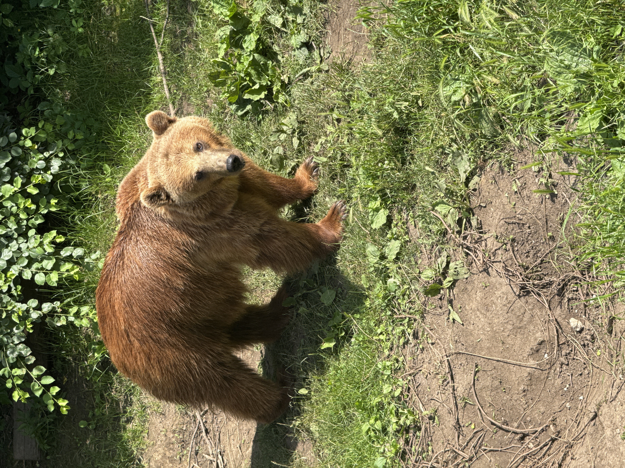 A brown bear stands in a grassy enclosure with a dirt path. The bear is facing the camera, with its head tilted slightly. Its fur is a rich brown color, and it has dark eyes and a black nose. The bear's front paws are on the dirt path, and its hind legs are in the grass. In the background, there are green bushes and trees. The enclosure appears to be an outdoor habitat. This image was taken in the Dobrich Zoo, located in the city of Dobrich, Bulgaria.