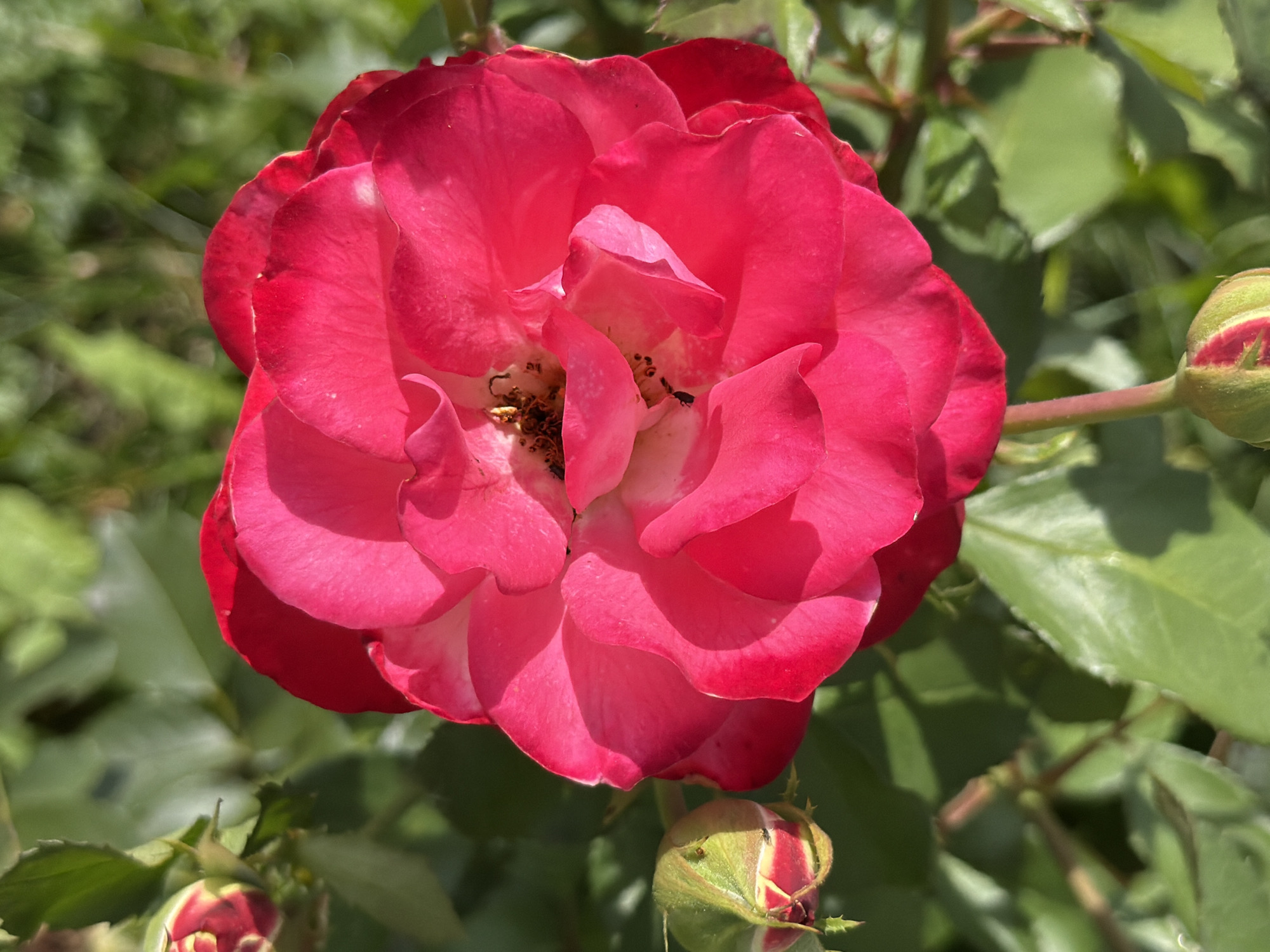 A bright pink rose is in full bloom, its petals unfurled to reveal the stamens at its center. The rose is positioned in the upper right quadrant of the image, with several buds visible in the lower left and bottom quadrants. The background consists of blurred green foliage, suggesting an outdoor setting. The image does not contain any recognizable landmarks or elements that would allow for the identification of its location within Скорняково, Russia.