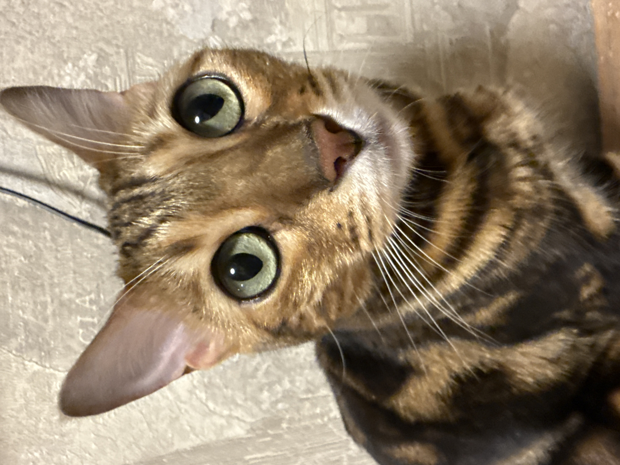 A Bengal cat with green eyes is looking directly at the camera. The cat has brown and black spotted fur. The background is a textured wall. There is a partial view of a black wire extending from the top of the frame.
