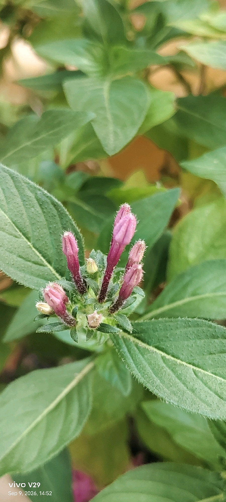This is a close-up, vertical, outdoor photograph of pink flower buds with green foliage. The buds are clustered together and appear to be tightly closed, with some showing hints of white fuzz at their tips. The leaves are a vibrant green with a slightly textured surface and serrated edges. The background consists of more blurred green foliage and hints of a warm, earthy tone. The lower left corner of the image contains a watermark indicating "vivo V29 Sep 9, 2026, 14:52." Based on the metadata, this image was taken in Udgir, India.