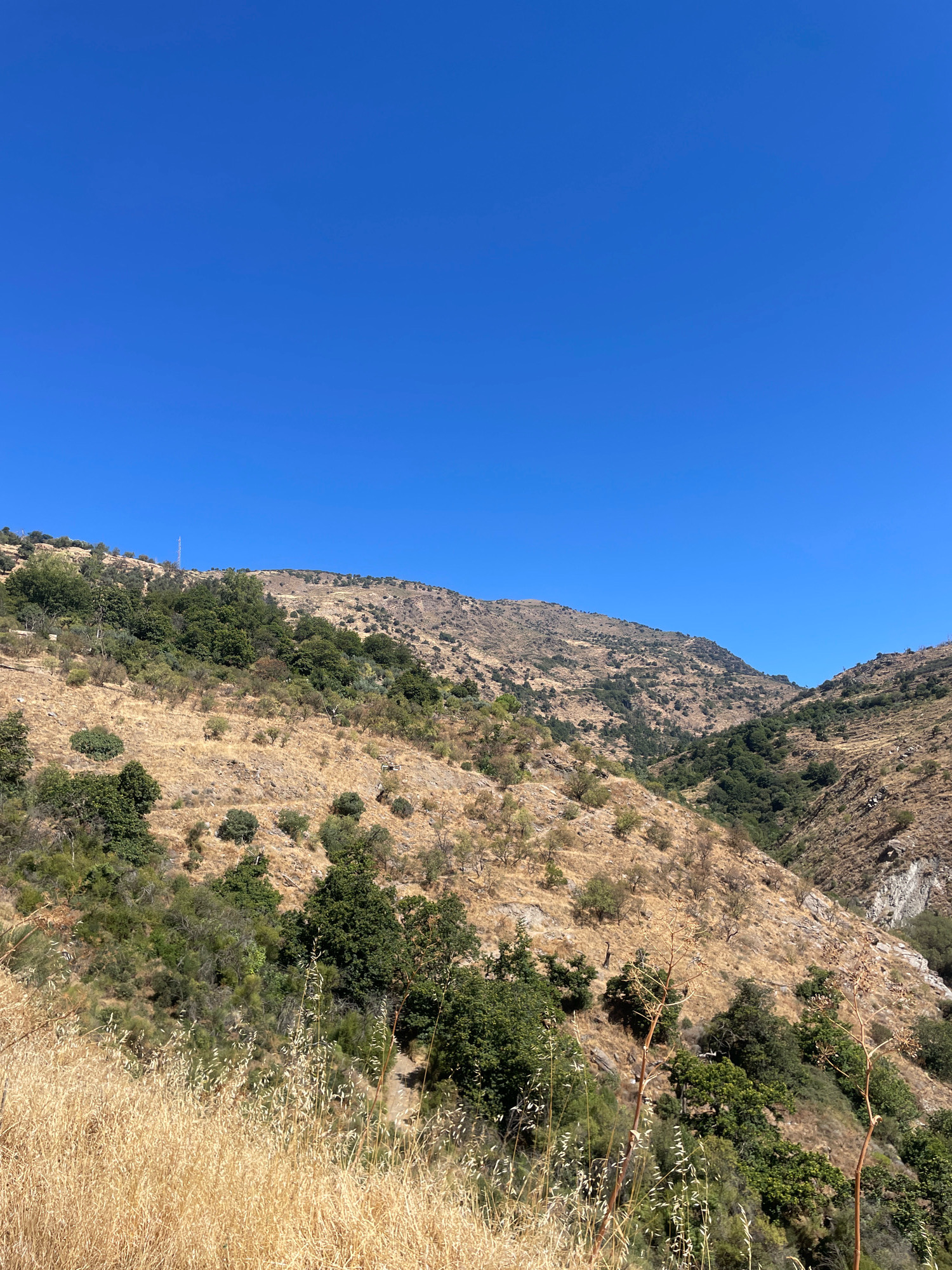 The image depicts a scenic view of the mountains surrounding Lanjarón, Spain, under a clear blue sky. The foreground features dry, golden grass and sparse vegetation. The midground and background are dominated by rugged, arid hillsides dotted with scattered green trees and shrubs. A narrow valley or ravine can be seen winding through the mountains. The terrain appears dry and sparsely populated, characteristic of a Mediterranean landscape. No people or man-made structures, except for a distant faint cell tower, are visible. The overall impression is one of a natural, wild, and remote mountainous environment.