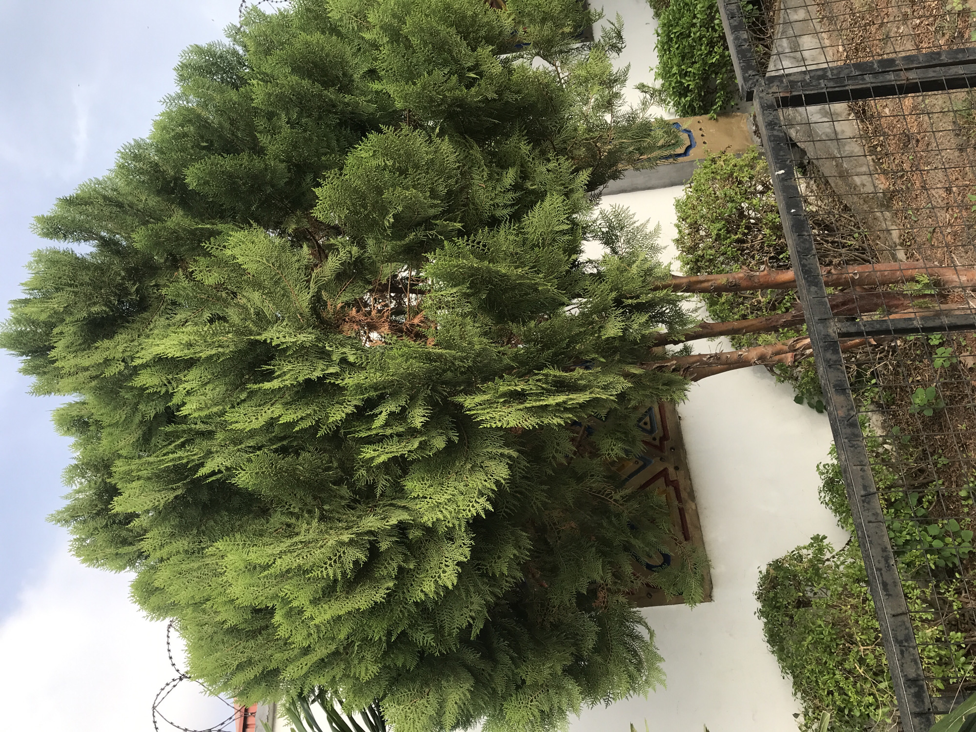 A large, densely leaved green tree is positioned near a white wall with a decorative geometric design. The tree's multiple brown trunks are visible. A dark metal fence separates the tree from an area with ground cover. Barbed wire is visible in the lower left corner. The sky is partially visible with clouds. The location is likely Oko Erin, Nigeria.