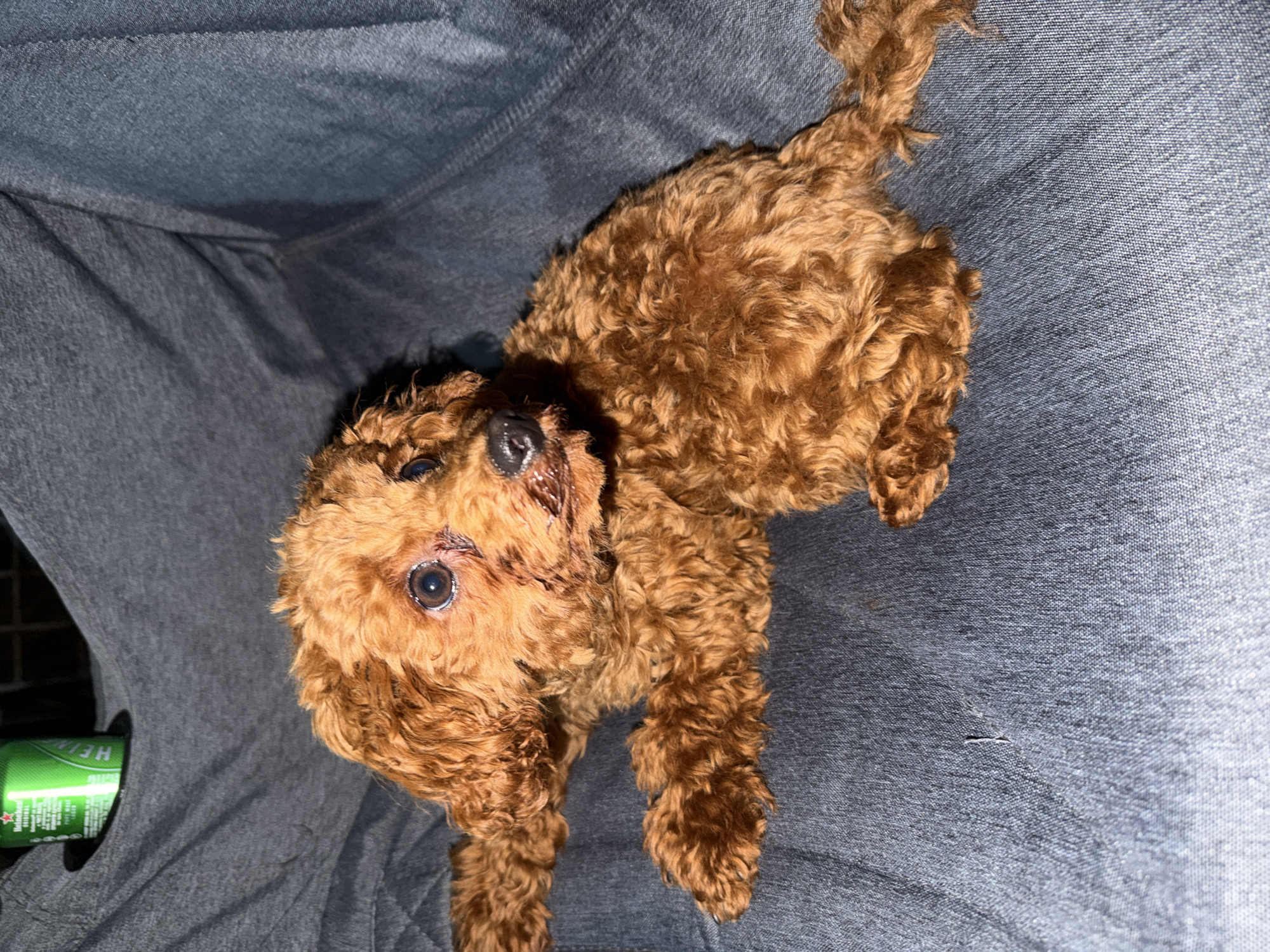 A medium shot, eye-level, indoor photograph captures a small, reddish-brown poodle puppy resting on a dark gray, textured surface, likely a couch or cushion. The puppy is positioned on its left side, with its front legs extended forward and its hindquarters slightly curled. Its fur is curly and somewhat disheveled, giving it a fluffy appearance. The puppy's head is turned slightly to the right, and its eyes are open, dark, and appear wet, with some reddish staining around them, possibly from tears or discharge. Its nose is black and moist.
In the upper left corner of the image, partially obscured by the puppy's head, is a bright green can with white lettering. The visible text on the can includes "HEINEKEN ORIGINAL". The background is a plain, dark gray fabric with visible folds and wrinkles, indicating it is a soft material. The lighting appears to be artificial, casting some shadows and highlighting the texture of the fabric and the puppy's fur. There is no indication of an outdoor environment or any specific landmarks that would place the scene in the city of Ribnik, Bulgaria.