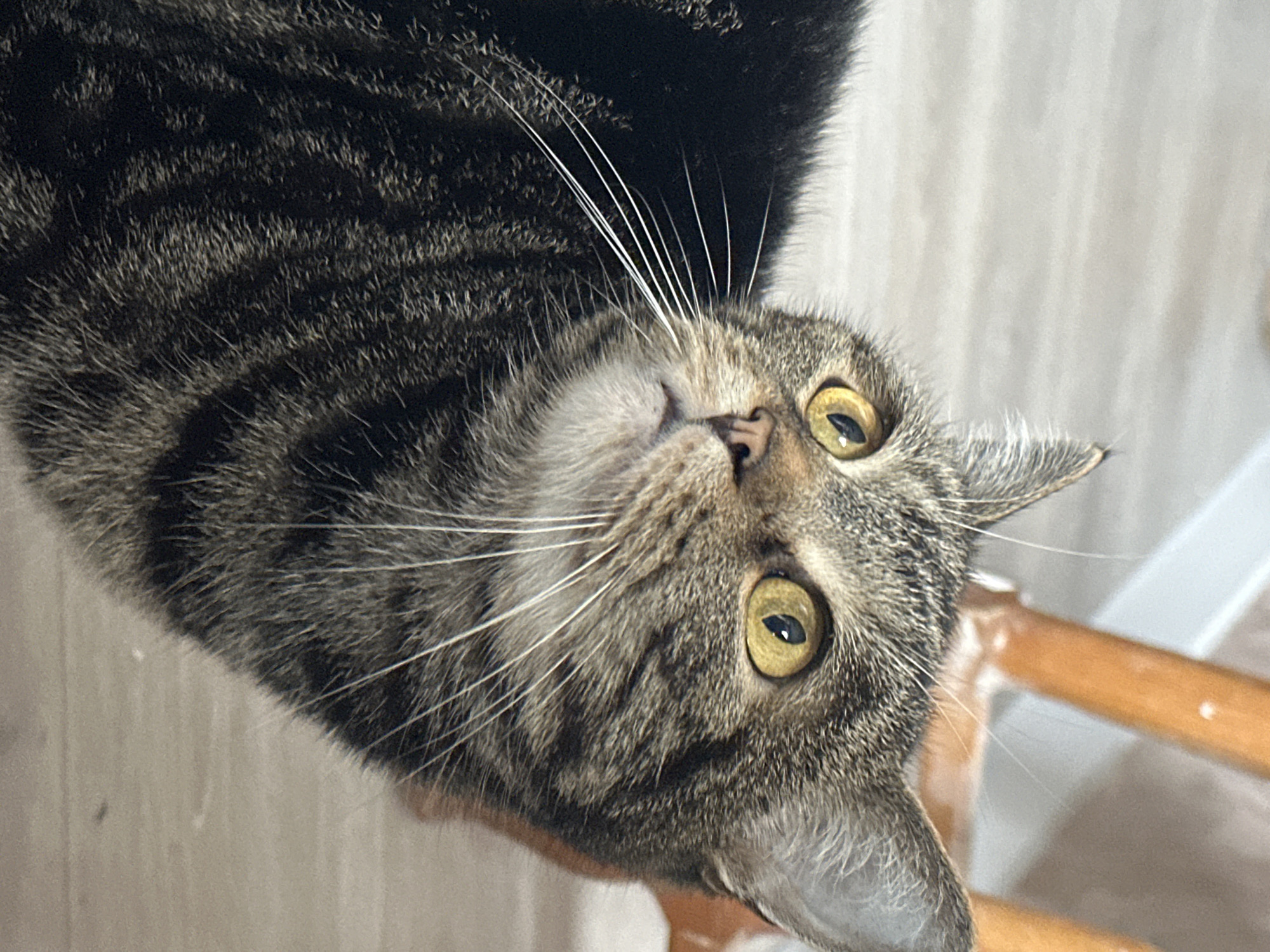 A close-up image shows a tabby cat lying on its back, looking directly at the camera. The cat has green-yellow eyes, a pink nose, and prominent white whiskers. The fur is a mix of gray, brown, and black stripes. Part of a wooden chair is visible in the background. The location is not discernable from the image.