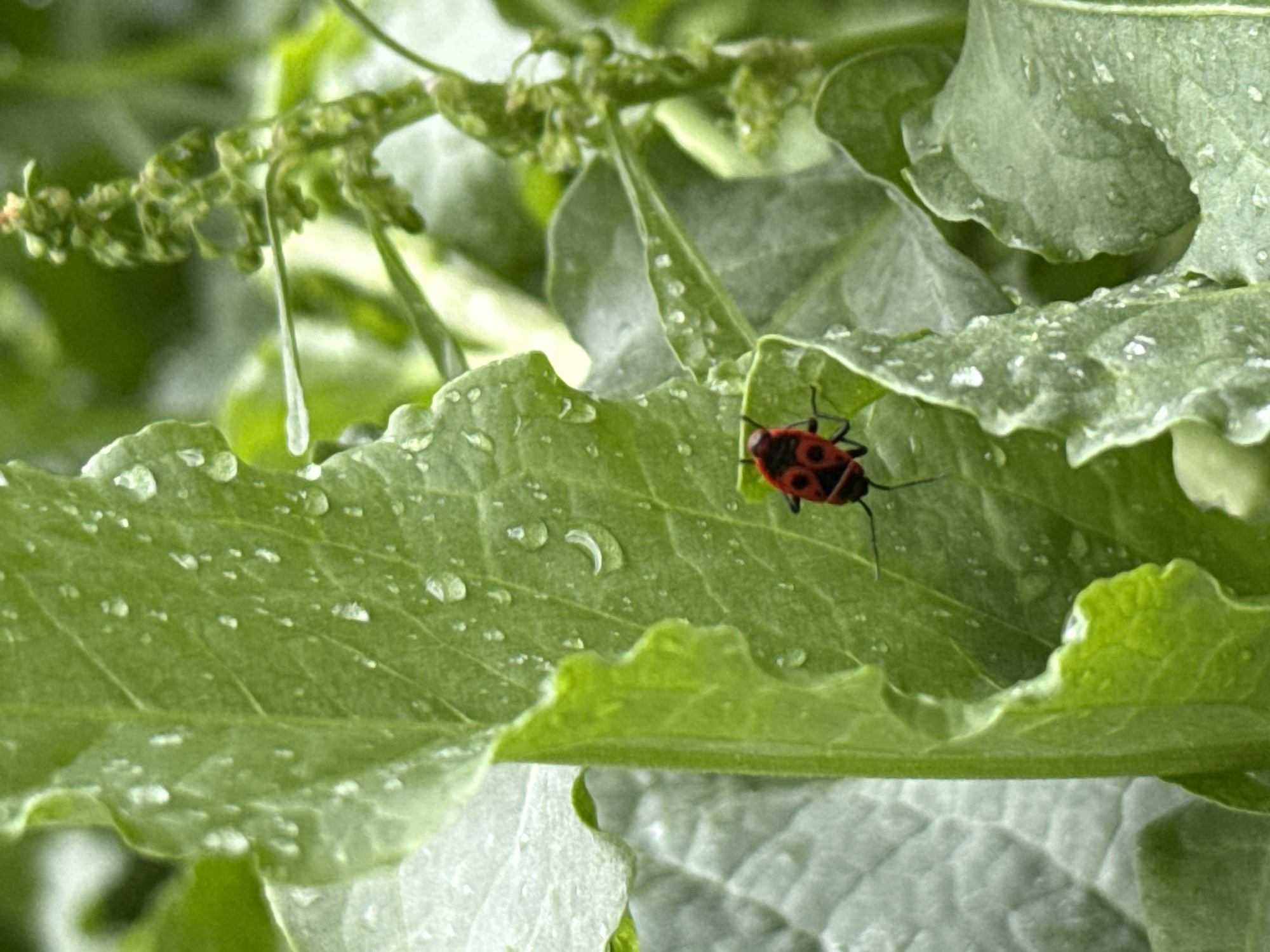 A firebug sits on a large green leaf. The leaf is covered in water droplets. The background is out of focus, but appears to be more green foliage. The photo was taken outside in Pleven, Bulgaria.
