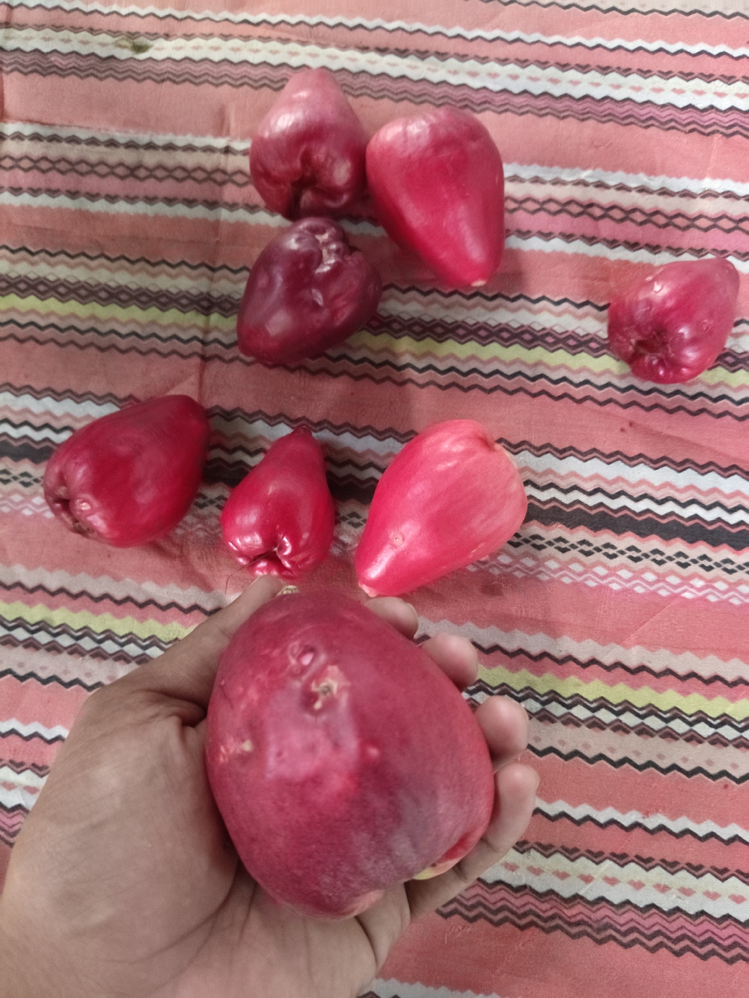 The scene, located in Blangcot Tunong, Indonesia, presents eight red, bell-shaped fruits, consistent with rose apples (Syzygium). One large, irregularly shaped fruit, exhibiting surface blemishes, is held prominently in the foreground by a human hand. Seven additional fruits of varying sizes and shades of red are scattered across a textured, patterned fabric surface. This fabric features horizontal wavy stripes in colors including salmon pink, white, black, light green, and beige, with a predominant pink background. No other individuals or objects are visible in the immediate environment.