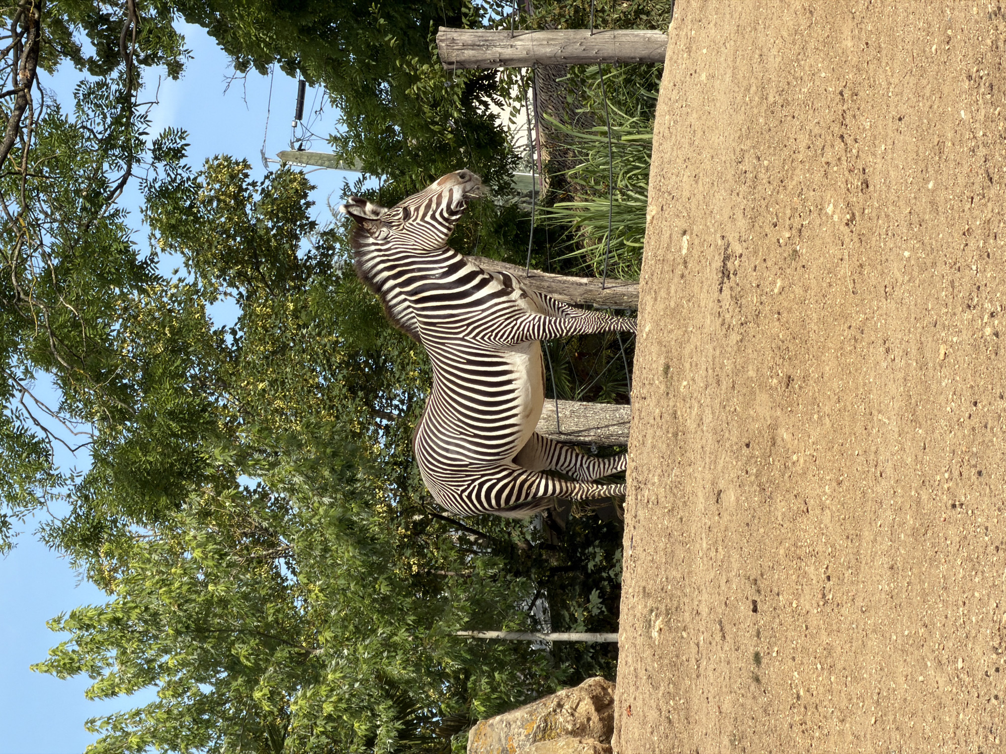 A Grévy's zebra stands in an outdoor enclosure on a sunny day. The zebra is positioned in the center of the frame, facing right. It is a medium shot, showing the zebra from its head to its legs. The ground in the foreground is dry and sandy, with some small pebbles and sparse vegetation. Behind the zebra, there are several trees with green foliage, and a fence with wooden posts and wires. In the background, there are more trees and a glimpse of a blue sky. The enclosure appears to be part of a zoo. The location is the Beauval ZooParc, located in Saint-Aignan, France. There are no people visible in the image.