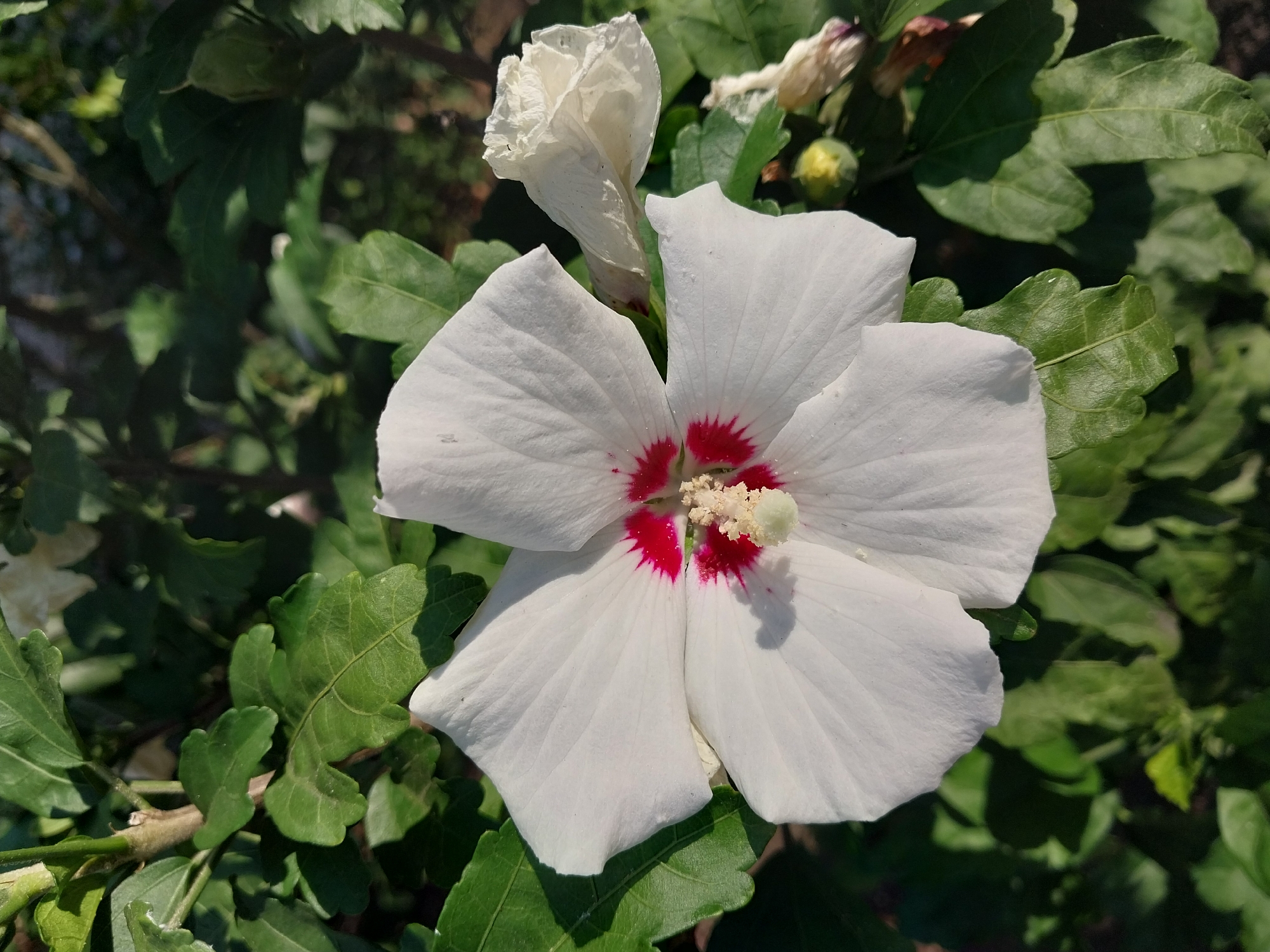 A close-up, eye-level shot captures a white hibiscus flower in full bloom, set against a backdrop of lush green foliage in Doslidne, Ukraine. The flower's petals are a pristine white, with a vibrant red center. Delicate red stamens, tipped with light yellow anthers, emerge from the heart of the bloom. To the right, a partially unfurled white bud hints at more blossoms to come, with a small green bud visible below it. The surrounding leaves are a deep green, some showing the dappled sunlight and shadows characteristic of an outdoor setting. The image is sharp and focused on the flower, with the background slightly blurred, emphasizing the subject. The lighting suggests it is daytime, likely morning or afternoon, with the sun casting distinct shadows. There are no people or animals present in the scene.