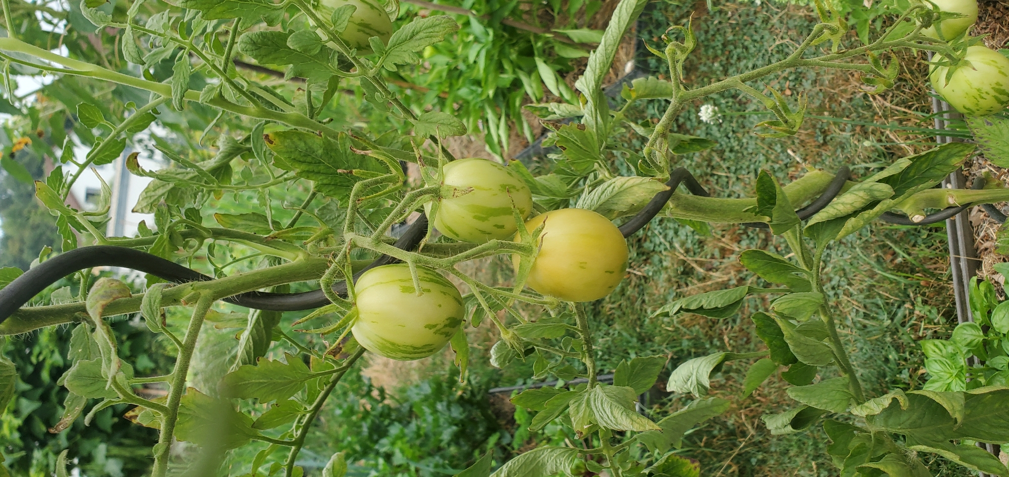 A tomato plant with several developing fruits is captured in a medium shot outdoors, likely in a garden. The plant is supported by a black stake, and its green leaves are abundant, with some showing signs of wilting or yellowing. Three tomatoes are prominently displayed, two of which are a pale green with darker green stripes, and one is a yellowish-green with faint stripes. The background reveals a naturalistic setting with more greenery, suggesting a rural or suburban environment, with a hint of a building with a white facade and a dark roof in the distance, indicating it might be located in Achern, Germany. The overall lighting suggests it is daytime, possibly overcast given the diffused light.