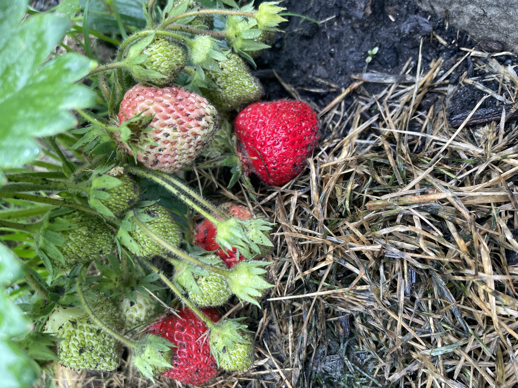In Aropakkuzi, Russia, a close-up shot captures a strawberry plant in its natural environment, nestled amongst dry straw and dark soil. Several strawberries are visible, ranging in color from deep red to pale pink and green, indicating different stages of ripeness. Some strawberries are fully red and appear plump, while others are still developing, showcasing their green hue and seed-like texture. The plant's green leaves and stems are also present, adding to the overall rustic scene. The straw mulch provides a textured ground cover, with some areas appearing damp, suggesting recent rainfall.