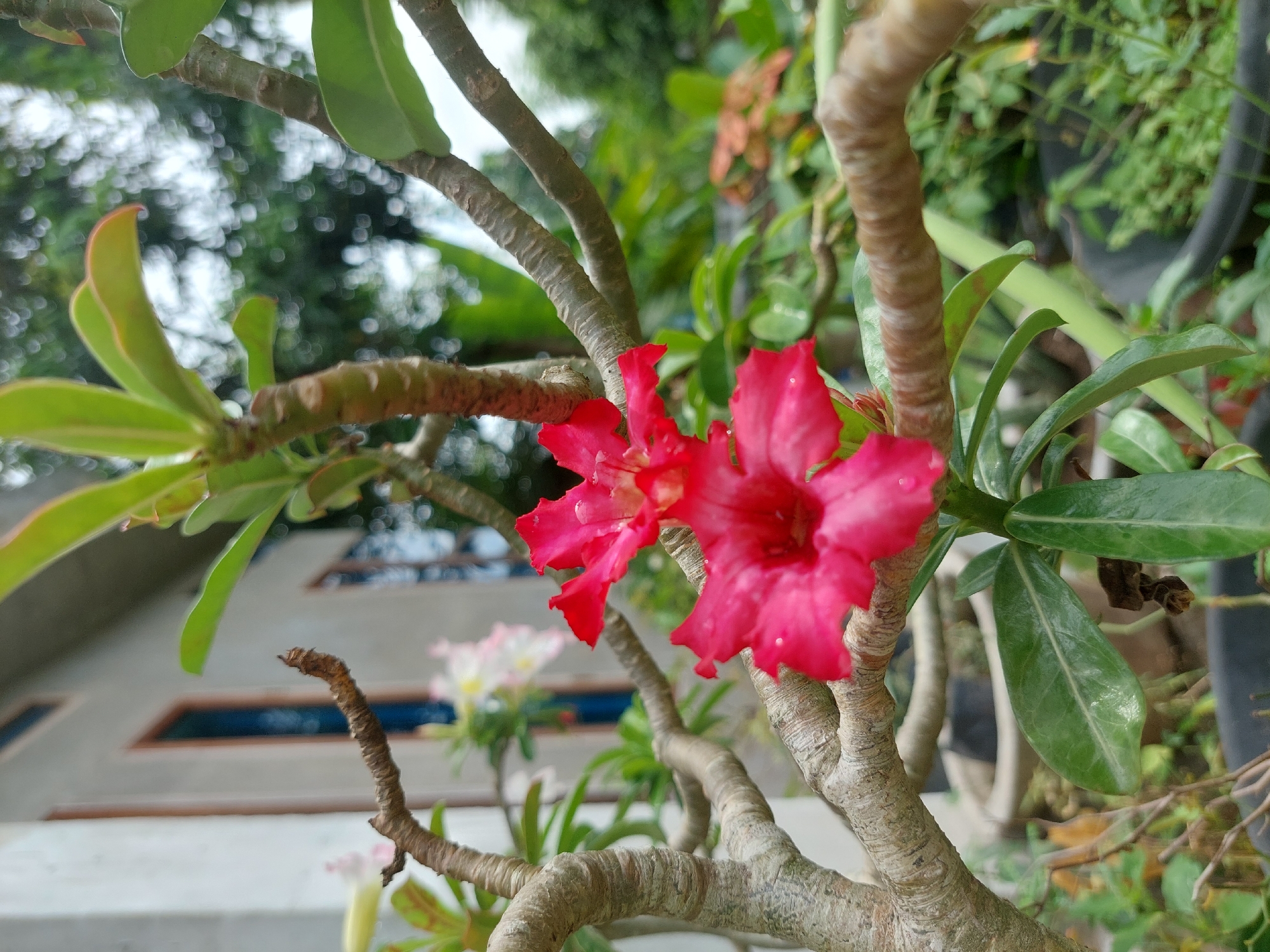 A close-up, low-angle shot captures the vibrant red flowers of an Adenium plant in Geulumpangsulu Timu, Indonesia. The flowers, with their delicate petals speckled with water droplets, are the primary focus, positioned in the foreground. The plant's thick, gnarled branches, characteristic of Adenium species, extend diagonally across the frame, creating a sense of depth. In the background, a light-colored building with blue-trimmed windows is partially visible, suggesting a residential setting. Lush green foliage and other potted plants surround the Adenium, indicating an outdoor garden environment. The lighting is soft and diffused, possibly from an overcast sky, highlighting the textures of the leaves and the glossy sheen of the water droplets on the petals. The overall scene conveys a sense of natural beauty and tranquility within a home garden.