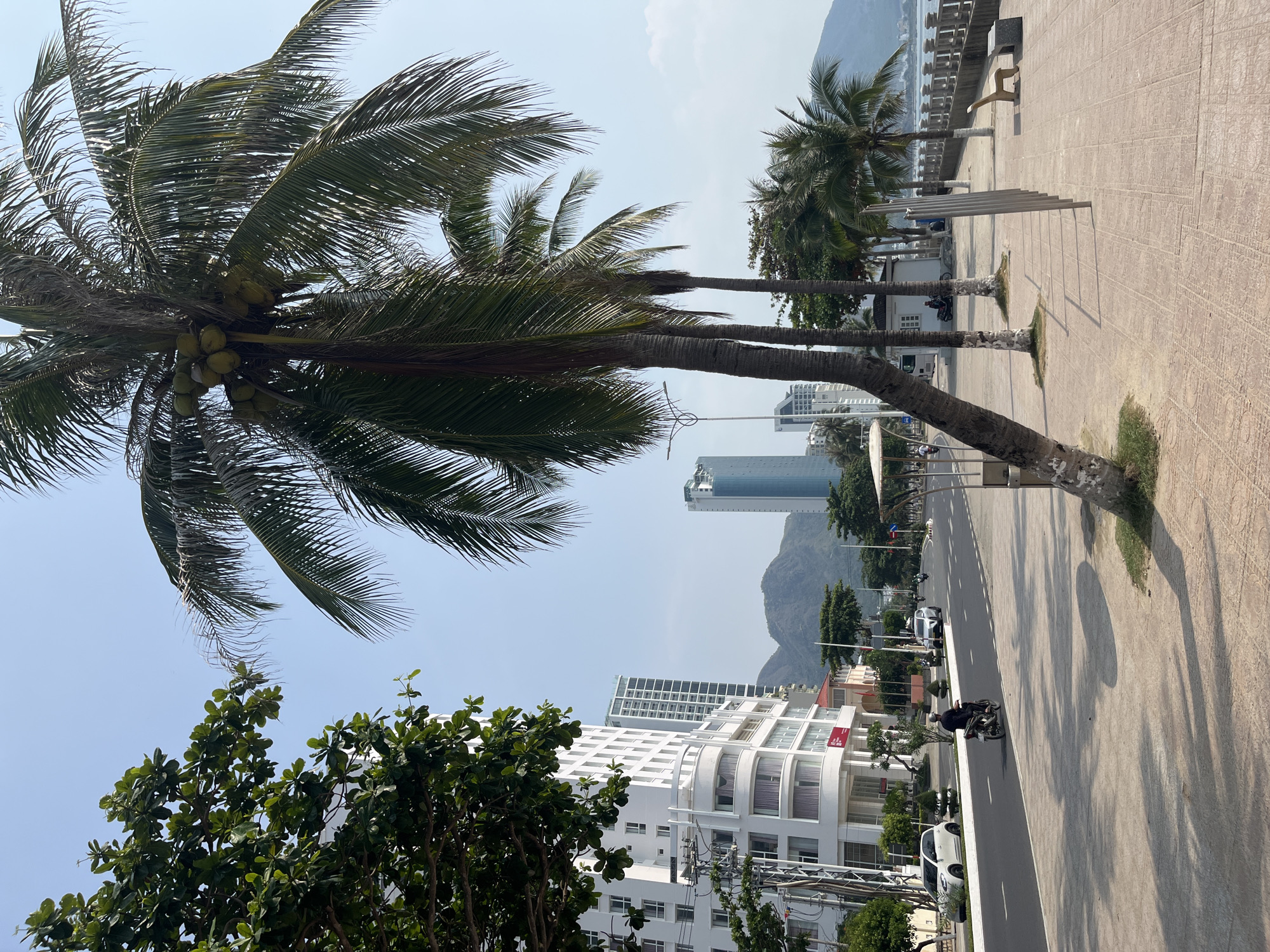 The scene presents a view of Bac Nha Trang Ward, Vietnam. The foreground features a palm tree laden with coconuts, with its fronds reaching toward the sky. Adjacent to the palm tree is a variety of lush, green foliage.
In the middle ground, a paved walkway runs parallel to a road. Further back, a series of modern buildings rise against a backdrop of distant mountains. A lone motorcycle is seen traveling along the road.
The sky is clear with a light blue hue. The overall impression is one of a tropical urban environment.