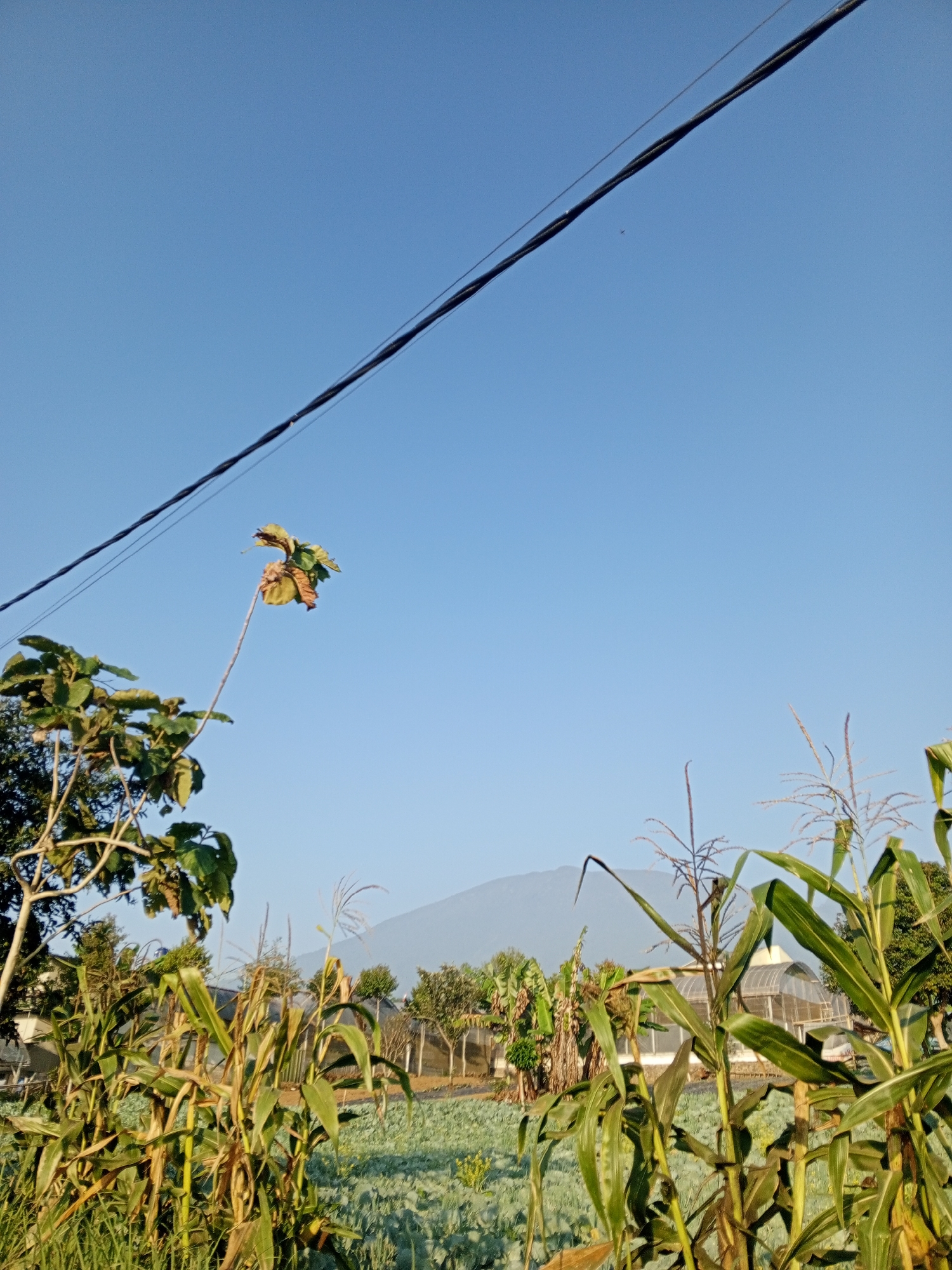 The image depicts an outdoor scene under a clear blue sky. In the foreground, several corn stalks are visible, some with tassels. To the left, a branch with green and brown leaves extends upwards. A power line stretches diagonally across the upper portion of the frame. In the mid-ground, there is a greenhouse structure with a transparent roof and a white frame. Behind the greenhouse, a row of trees is present, and further in the distance, a large, soft-edged mountain or hill is silhouetted against the sky. The ground appears to be a field, possibly with some low-lying vegetation. The overall setting suggests a rural or agricultural environment. The image is taken from a low angle, looking upwards towards the sky and the distant mountain. There are no people or animals visible in the frame.