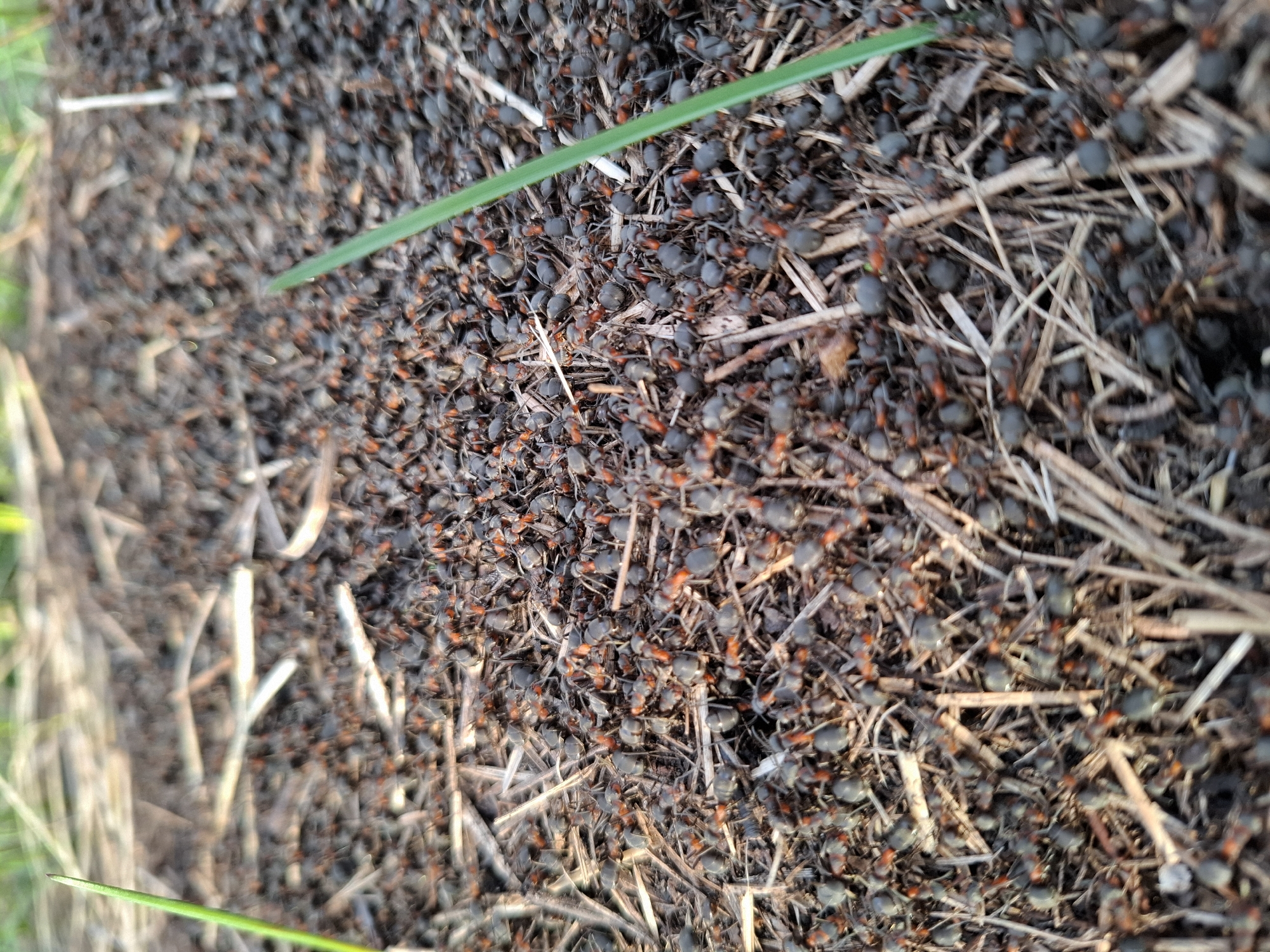 The image shows a close-up view of an ant colony, with numerous ants visible amidst blades of grass and pieces of dry plant matter. The location, Elets-Malanino, Russia, provides environmental context. No humans are visible. The ants are clustered together, possibly exhibiting social behavior. The scene captures a ground-level perspective of a section of their habitat.