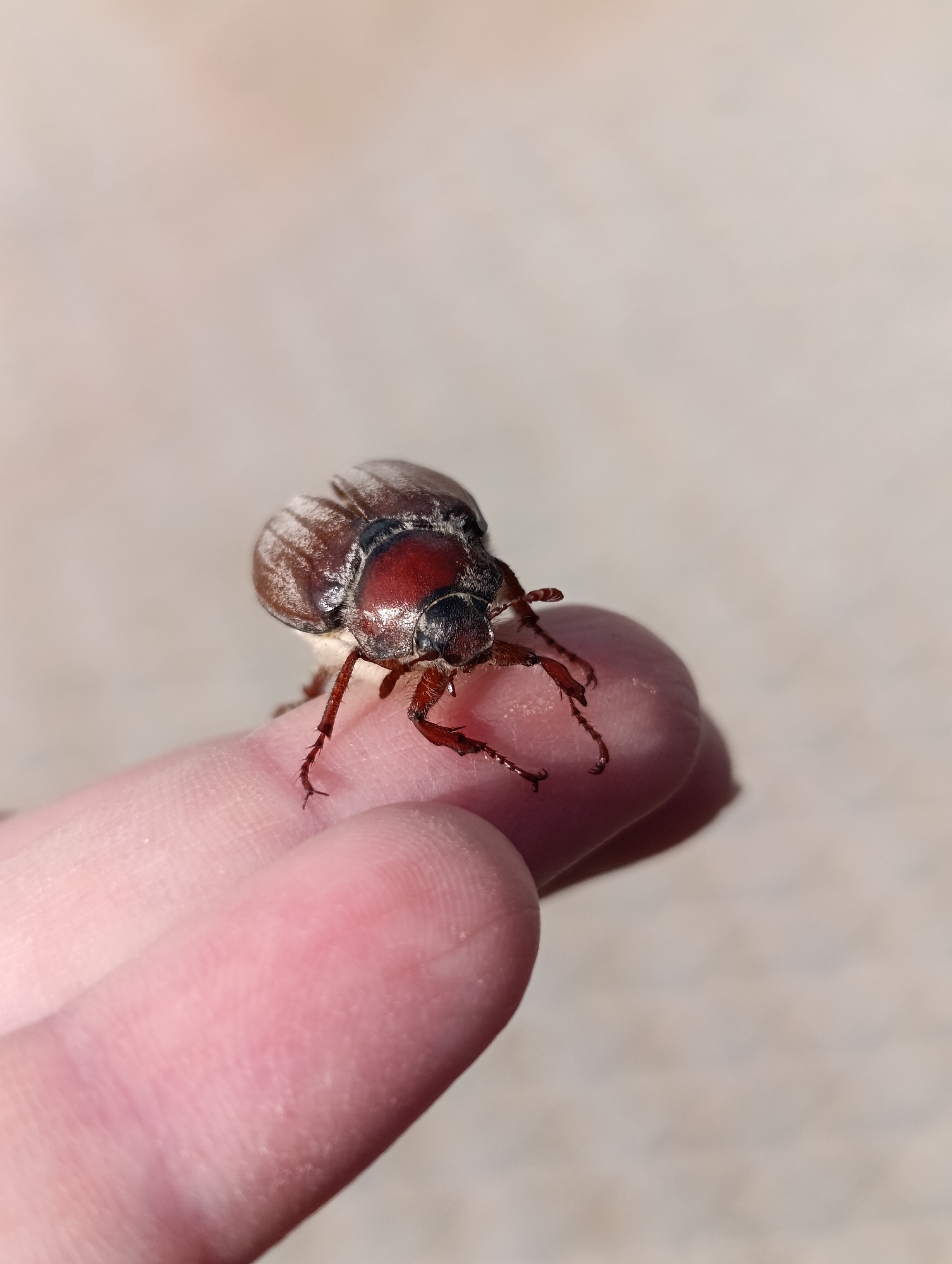A May beetle rests on a person's fingertip. The beetle has a reddish-brown head and a brown striped body. The background is a blurred light beige color. There is no information to suggest this photograph was taken in Chaikovsky, Russia.